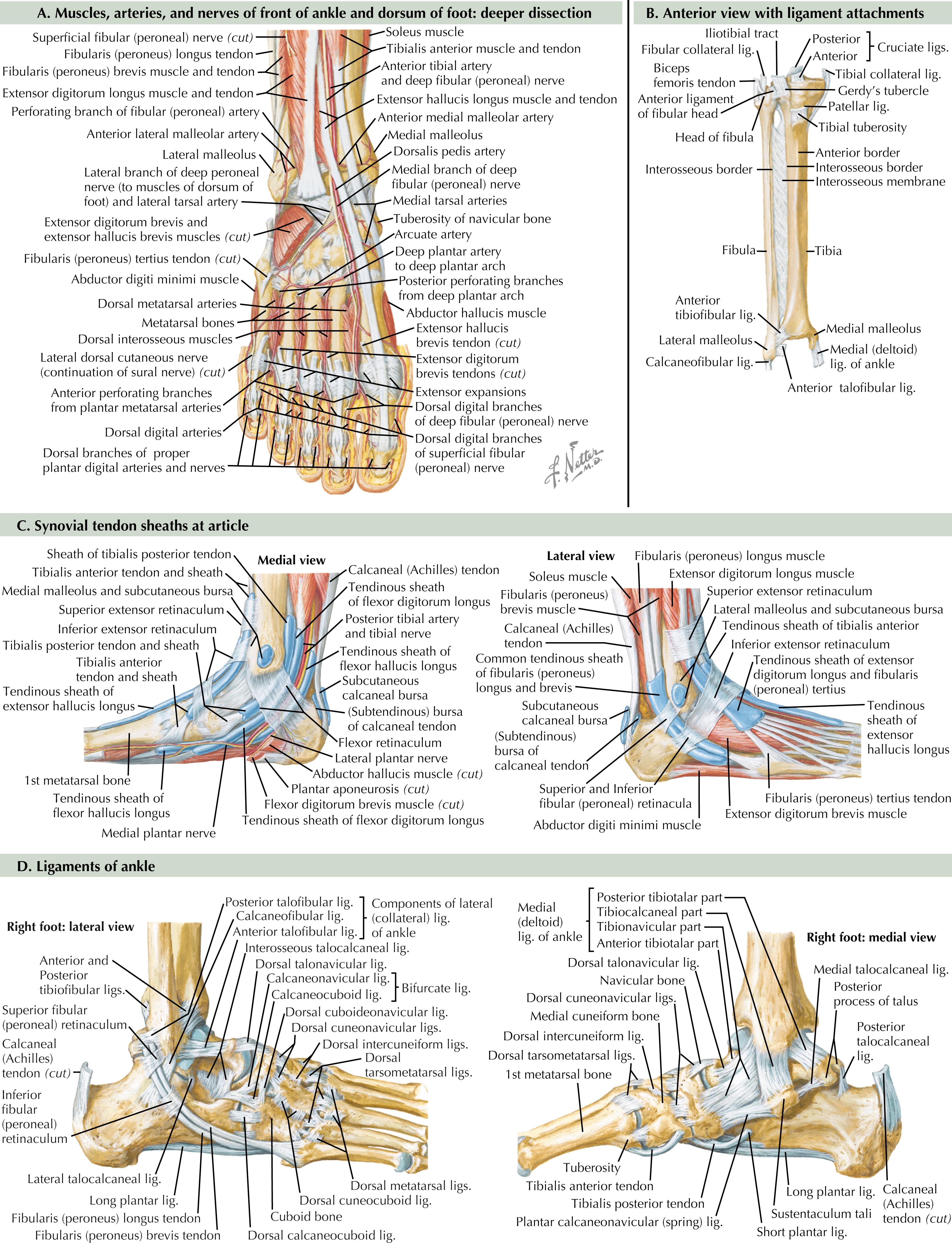Figure 56.2, Anatomy of the leg and ankle.