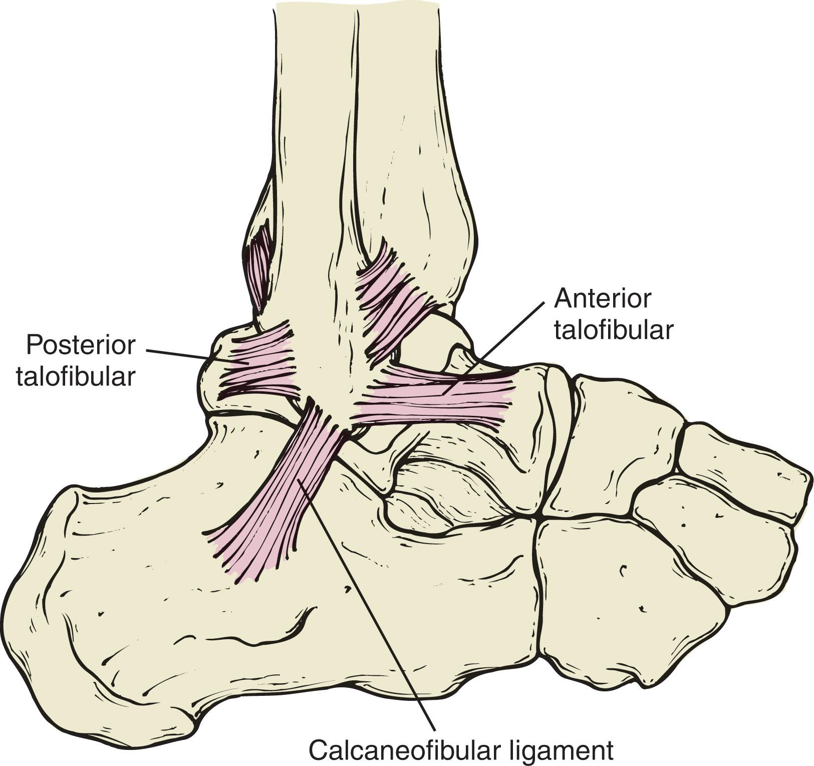 Fig. 44-3, Lateral anatomy of the ankle.
