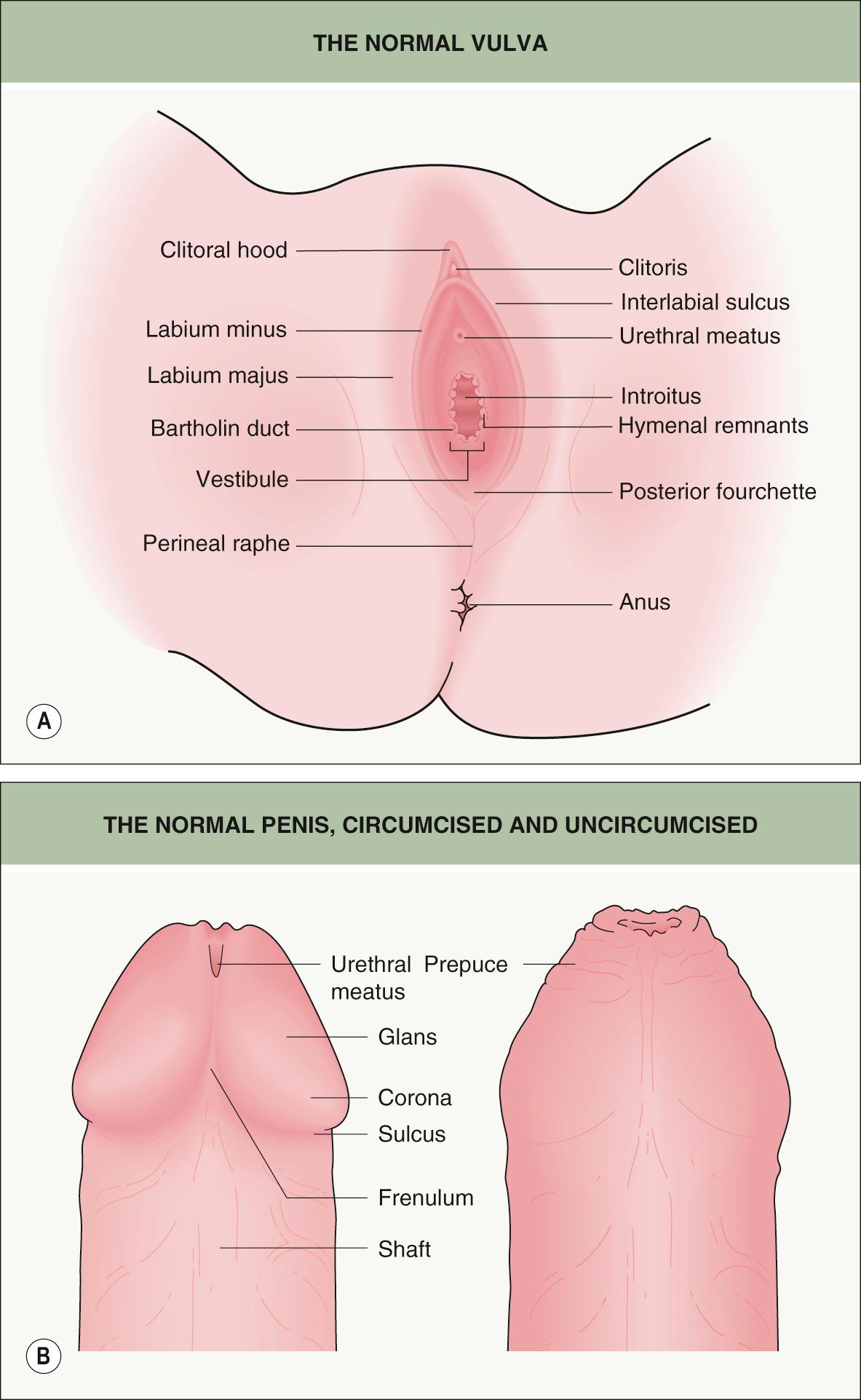 Fig. 73.1, Genital anatomy.