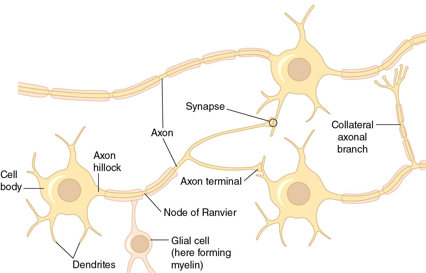 Fig. 2.1, General neural structure common to central and peripheral neurons.