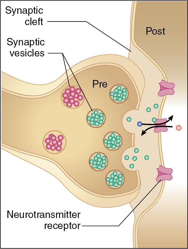 Fig. 2.2, A close-up view of a nerve terminal and the synapse. The terminal bouton on the left contains a number of membrane bound vesicles, small subcellular compartments holding chemical neurotransmitters. The synaptic cleft between the terminal bouton and the target cell has enzymes that can cleave neurotransmitter molecules once they are released from the nerve terminal. The cell membrane of the presynaptic neuron has embedded ion channels and the N + -K + -ATPase transporter, while the plasma membrane of the postsynaptic target cell has embedded neurotransmitter receptors. When a neurotransmitter molecule binds to the post synaptic receptor ligand gated channel, the channel assumes an open conformation allowing Na + (blue sphere) and K + (red sphere) to flow down their respective electrochemical gradients (Na + into the post synaptic cell and K + out of the post synaptic cell). Note how the neurotransmitter-containing vesicles and the neurotransmitter receptors cluster at the synapse, where a nerve terminus is juxtaposed with the target cell membrane.