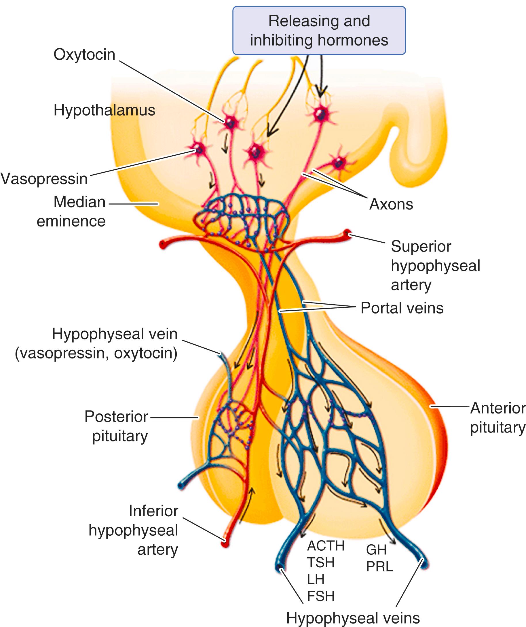 FIGURE 205-1, Structural-functional, humoral, endocrine, and neuroendocrine relationships within the hypothalamic-pituitary unit emphasize the unique and intimate interdependence of neural structures and hormone secretion with the circulation.