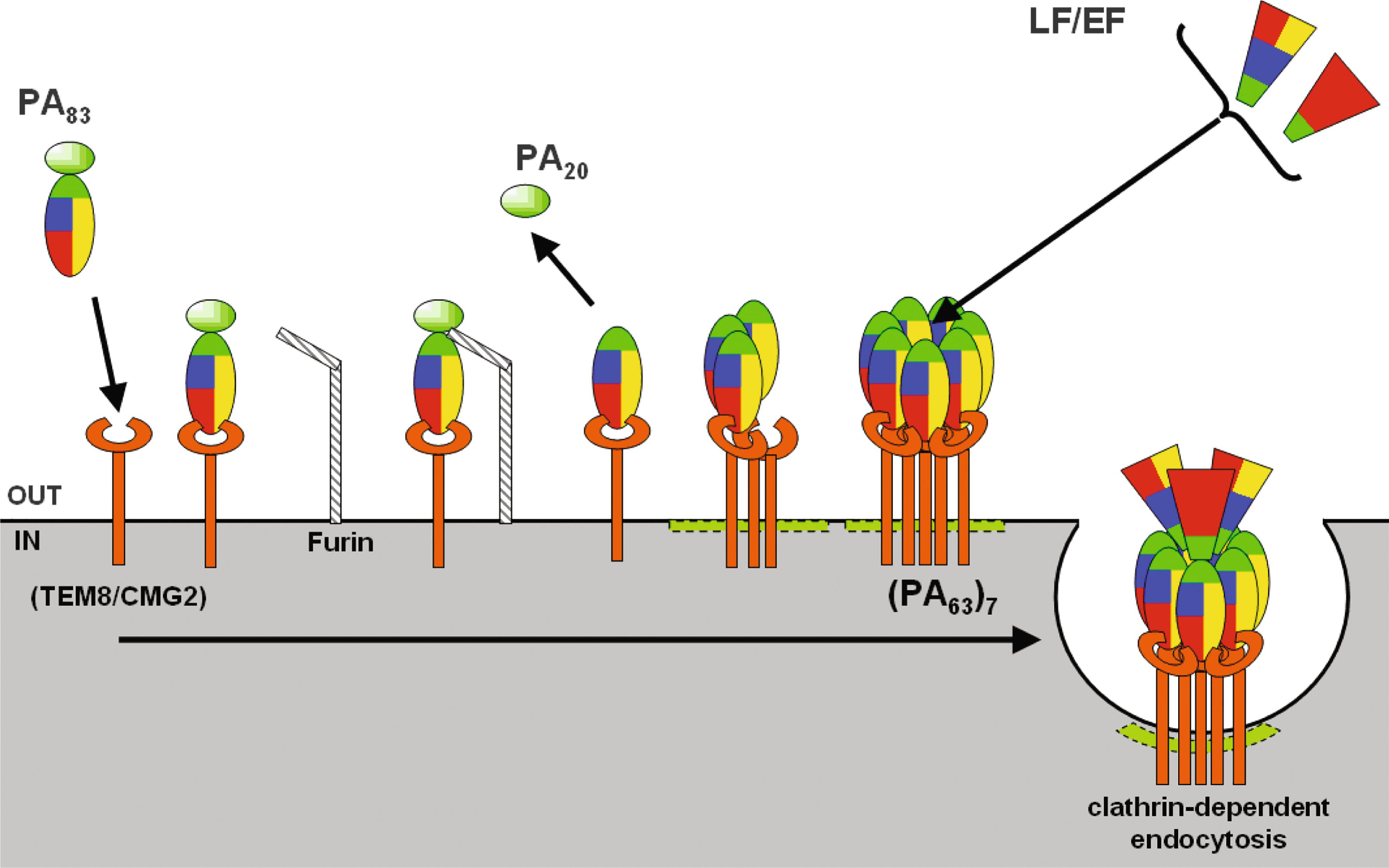 Fig. 90.2, The different steps of anthrax toxins entry, and their inhibition by antibodies. Various steps of anthrax toxins entry. PA83 binds to its cell receptors and is processed by furin on the cell surface. PA20 is released and PA63 remains attached to the receptor. Heptamerization of PA63 induces the formation of LF/EF binding site. The toxin complex is then endocytosed.