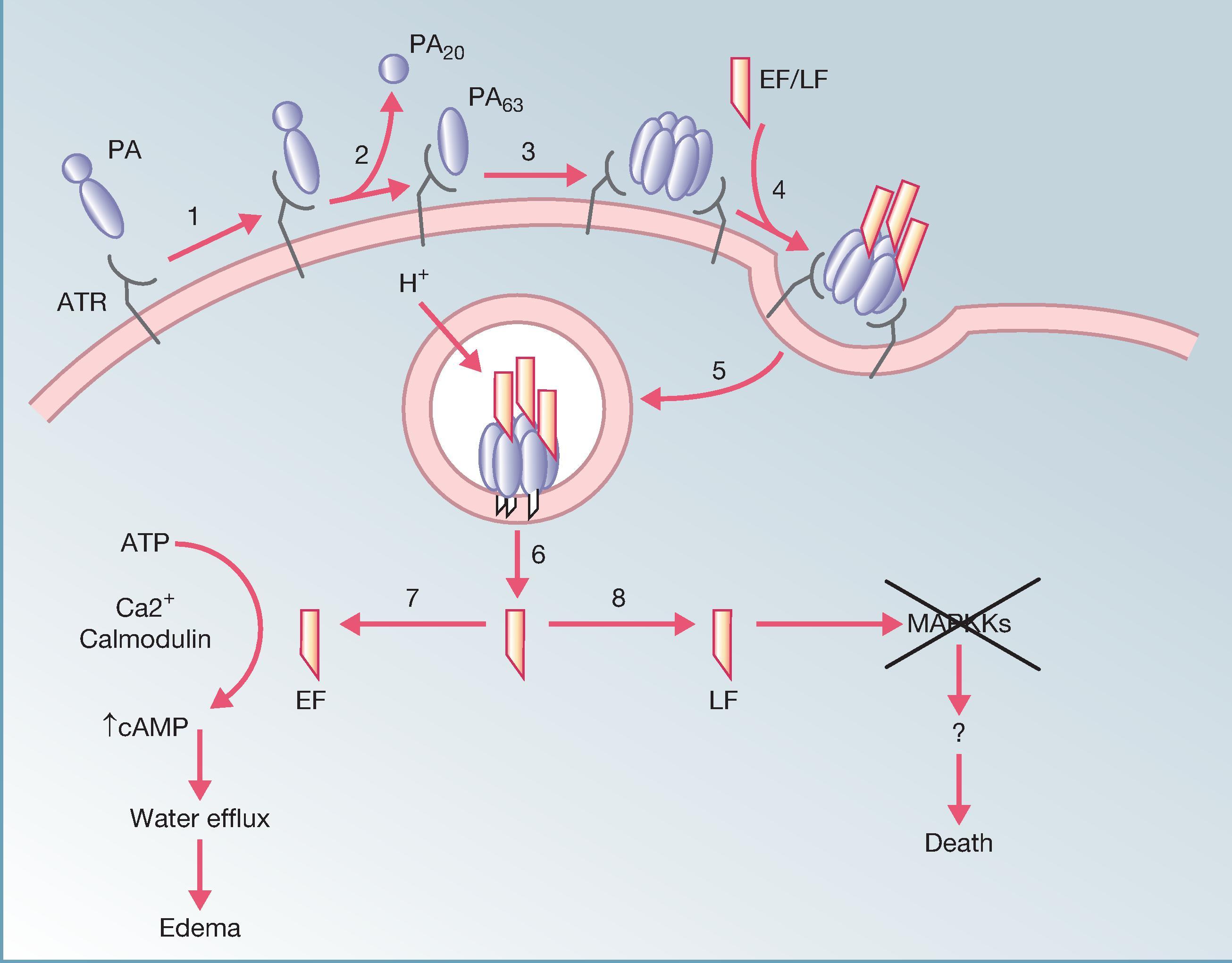 Fig. 12.1, Model of anthrax toxin action. Protective antigen (PA) secreted by Bacillus anthracis binds to a membrane protein receptor (ATR) (1) , two of which have been described. The PA is then cleaved by the protease furin (2) with release of a 20-kDa fragment and oligomerization of the remaining 63-kDa monomer (3) . The PA 63 oligomer then binds edema factor (EF) or lethal factor (LF) (4) . The complete toxin is then endocytosed (5) and trafficked to endosomes. At the low pH of the endosomes, the oligomer inserts into the membrane resulting in translocation of EF/LF to the cytosol (6) . EF causes an increase in cyclic adenosine monophosphate (cAMP) (7) , while LF cleaves mitogen-activated protein kinases (MAPKKs) (8) resulting in host cell damage and death of some cell types. PA can also be cleaved by proteases in the circulation to the 63-kDa monomer and form oligomers with EF/LF which then bind to host cell receptors.