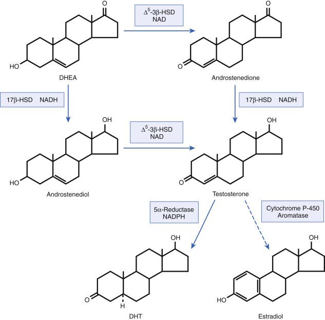 Fig. 34.1, Metabolic pathway for androgens in skin. Dehydroepiandrosterone (DHEA) converts to potent androgens, such as testosterone and dihydrotestosterone (DHT) , via the 3-β and 17-β hydroxysteroid dehydrogenase (HSD) enzymes and 5-α reductase. Androgens may also convert to estrogens, via cytochrome P-450 aromatase enzyme which converts testosterone to estradiol and androstenedione to estrone in various peripheral tissues. (Data from Chen W, Thiboutot D, Zouboulis CC. Cutaneous androgen metabolism: basic research and clinical perspectives. J Invest Dermatol. 2002;119(5):992–1007.)