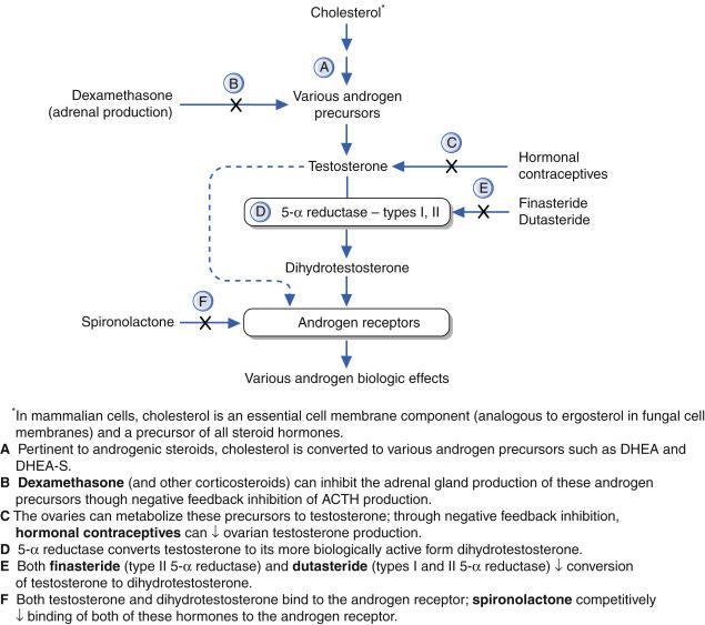 Fig. 34.2, Antiandrogen and androgen inhibitor mechanisms.