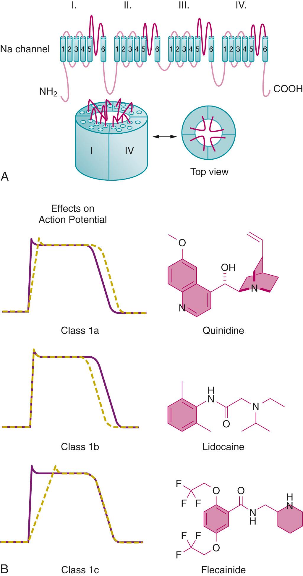 Fig. 27.2, Sodium channels and the class I antiarrhythmics. A, Topology and subunit organization of the voltage-gated Na + (Na v ) channel α subunit. The 24-transmembrane segments form four homologous domains (I-IV) that fold to create the ion pore. B, Left, effects of class Ia, Ib, and Ic antiarrhythmics (dotted lines) on cardiac myocyte action potentials (purple lines) . Right, exemplar class Ia (Quinidine) , Ib (Lidocaine) , and Ic (Flecainide) antiarrhythmics.