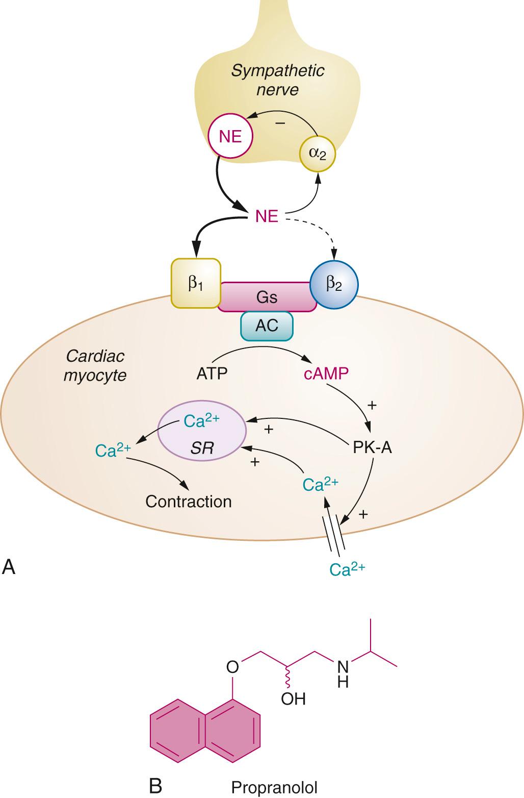 Fig. 27.3, β-Adrenergic signaling and the class II antiarrhythmics. A, Schematic showing β-adrenergic signaling and its effects on cardiac function. AC, Adenylyl cyclase; Gs, G-stimulatory protein; NE, norepinephrine; PK-A, cAMP-dependent protein kinase; SR, sarcoplasmic reticulum. B, Structure of the canonical β blocker, propranolol.