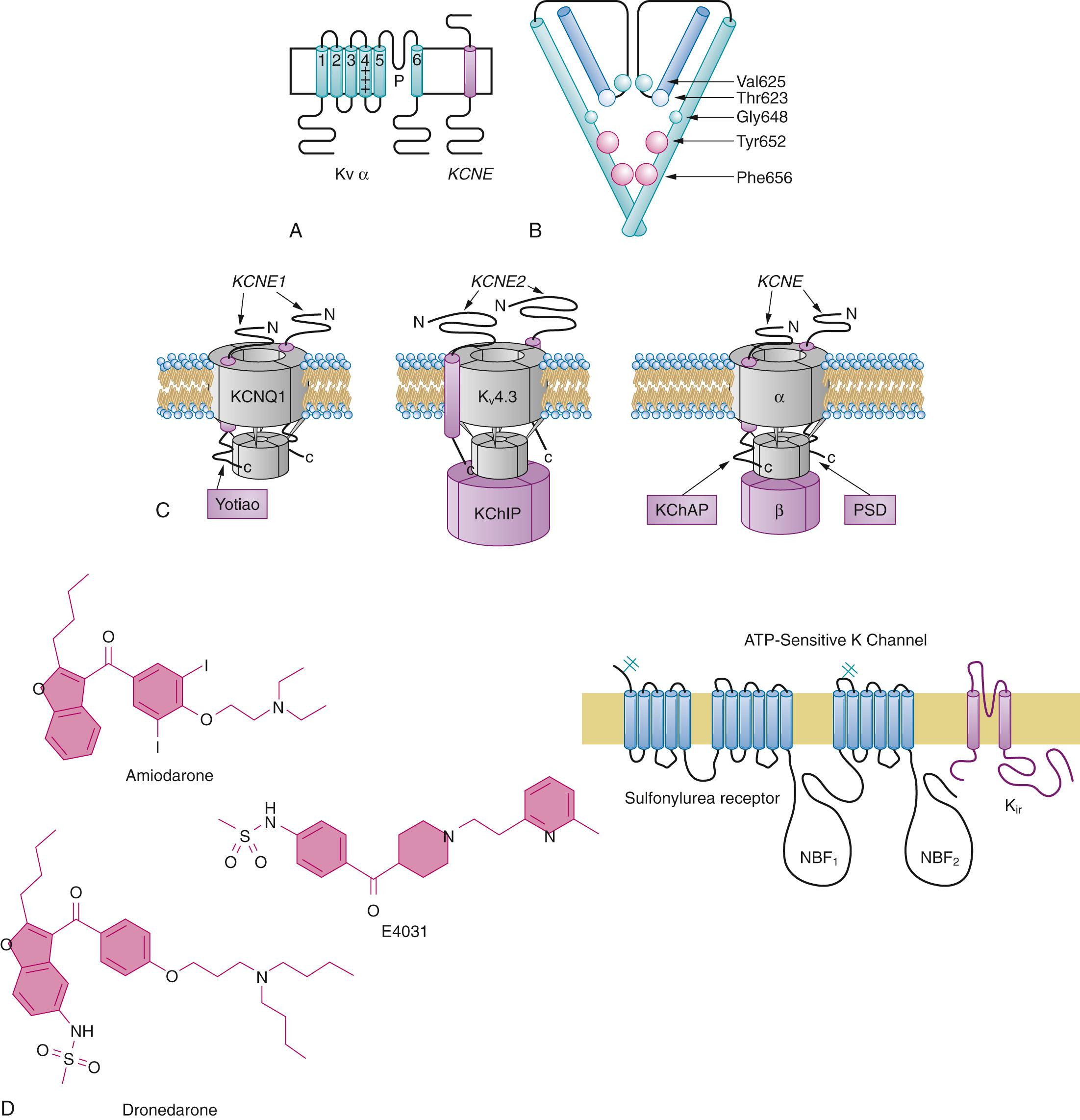 Fig. 27.4, Potassium channels and the class III antiarrhythmics. A, Topology of a K v α subunit and a KCNE β subunit. B, Left, drug binding site within the ether-à-go-go related gene product (hERG) K v α subunit. Residues in red are crucial for binding of a variety of drugs, such as cisapride and terfenadine, and undergo π-bonding with the aromatic rings of methanesulfonanilides. Green and blue residues are less impactful on cisapride and terfenadine binding but important for methanesulfonanilide binding. 104 Right, structures of some class III antiarrhythmic drugs. C, Cartoons of some heteromeric K v channels containing α subunits, and both transmembrane and cytoplasmic β subunits. D, Topology of a K ir α subunit and an SUR subunit. ATP, Adenosine triphosphate; K, potassium; KChAP, kt channel associated protein; KChIP, K v channel–interacting protein; K ir , inward rectifier potassium; NBF, nucleotide-binding fold; SUR, sulfonylurea receptor.