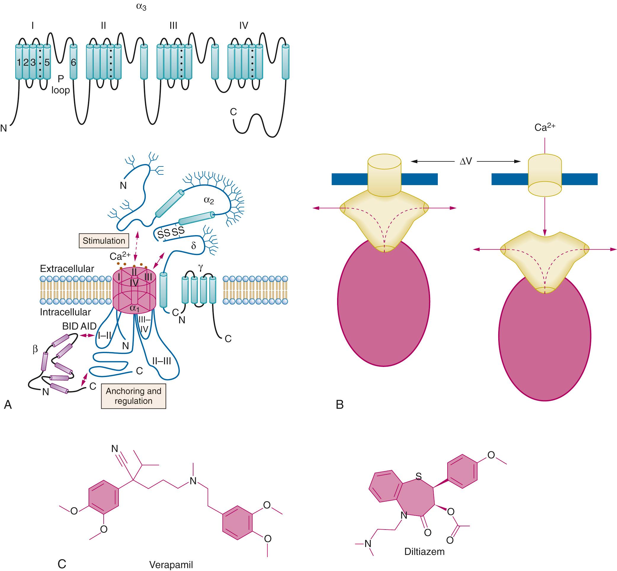 Fig. 27.5, Calcium channels and the class IV antiarrhythmics. A, Upper, topology of a voltage-gated Ca 2+ channel α subunit (Ca v ). Note similar structure to Na v shown in Fig. 27.2 . Lower, heteromeric voltage-gated Ca 2+ channel complex with α 2 δ accessory subunits. B, Juxtaposition of voltage-gated Ca 2+ channel at the cell surface membrane (blue) and the sarcoplasmic reticulum–located ryanodine receptor in skeletal muscle (left) and cardiac muscle (right) . C, Structures of verapamil and diltiazem, key class IV antiarrhythmic drugs. BID, B-interacting domain; AID, α-interacting domain; Ca 2+ , calcium ion; SS, disulfide bond.