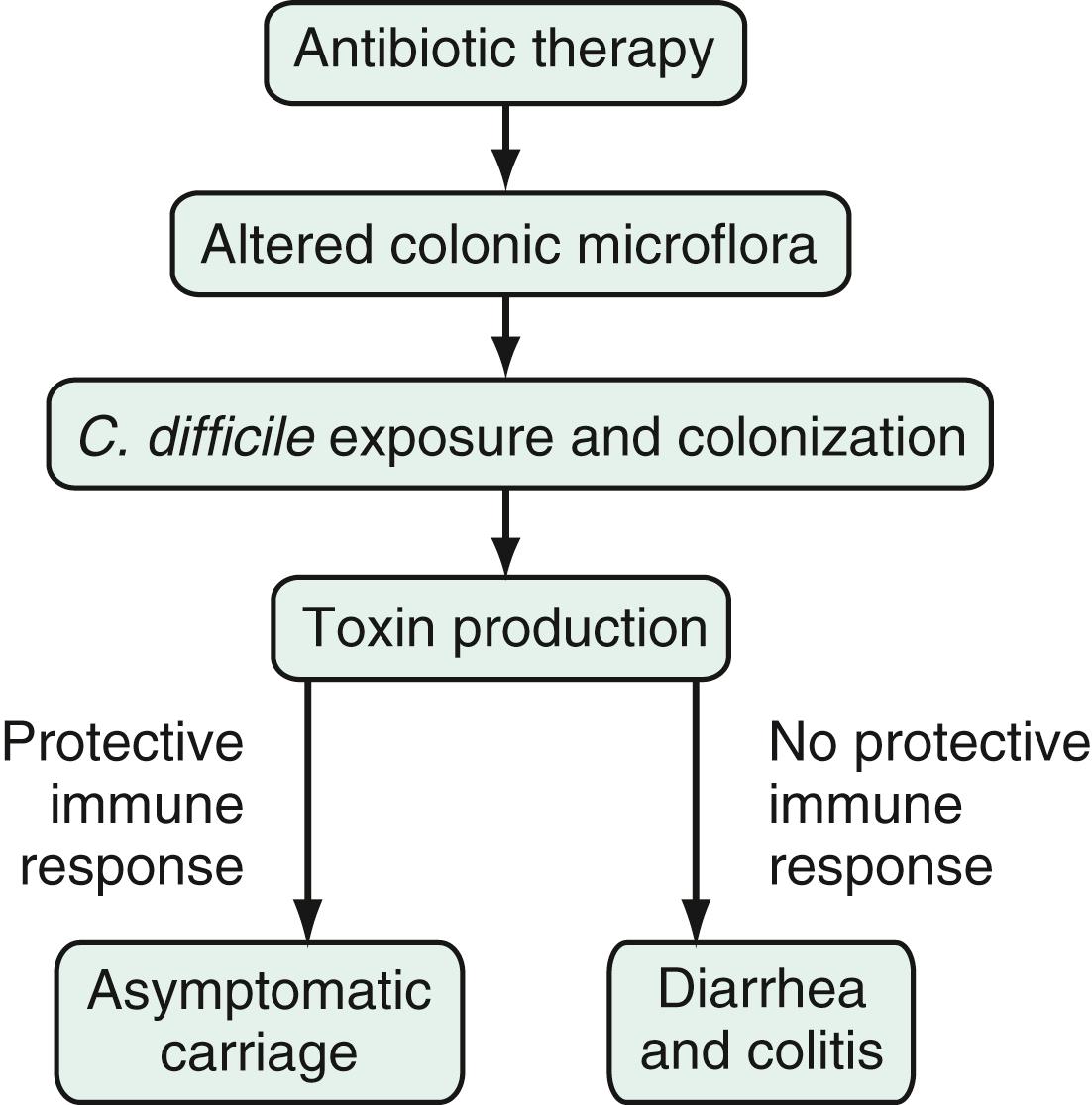 Fig. 112.1, Pathogenesis of C. difficile –Associated Diarrhea and Colitis.