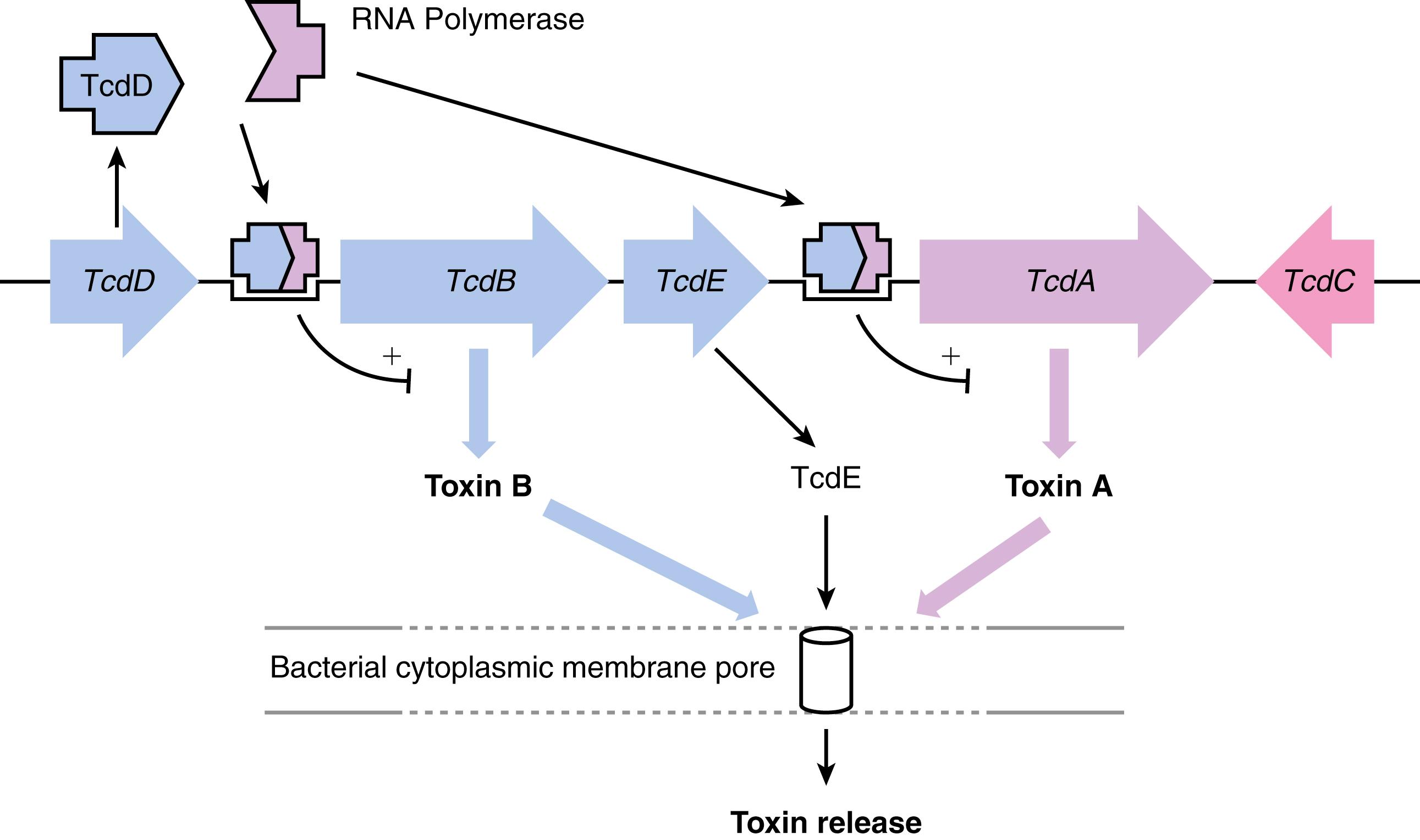 Fig. 112.2, C. difficile pathogenicity locus.