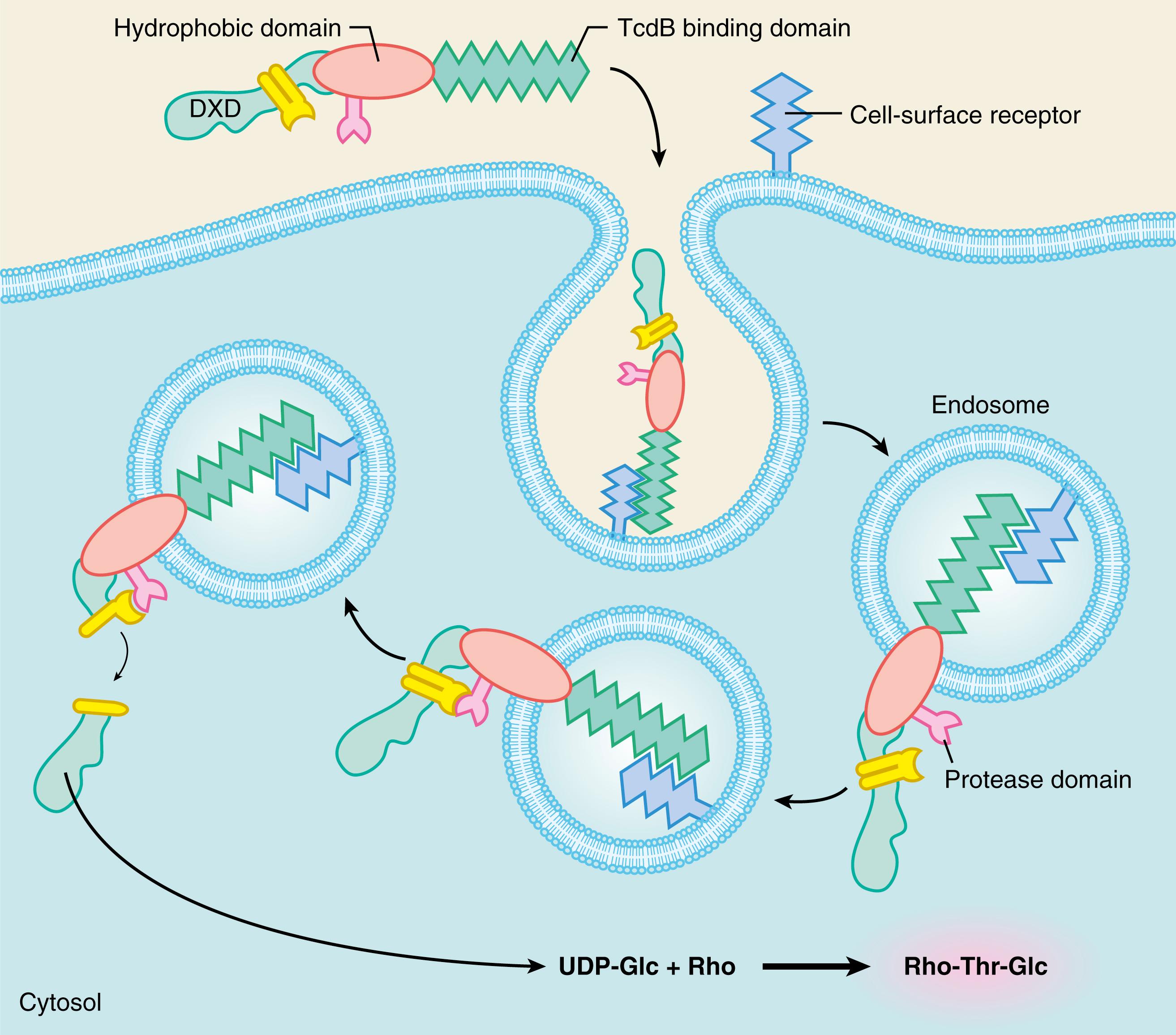 Fig. 112.3, Structure and function of C. difficile toxins.