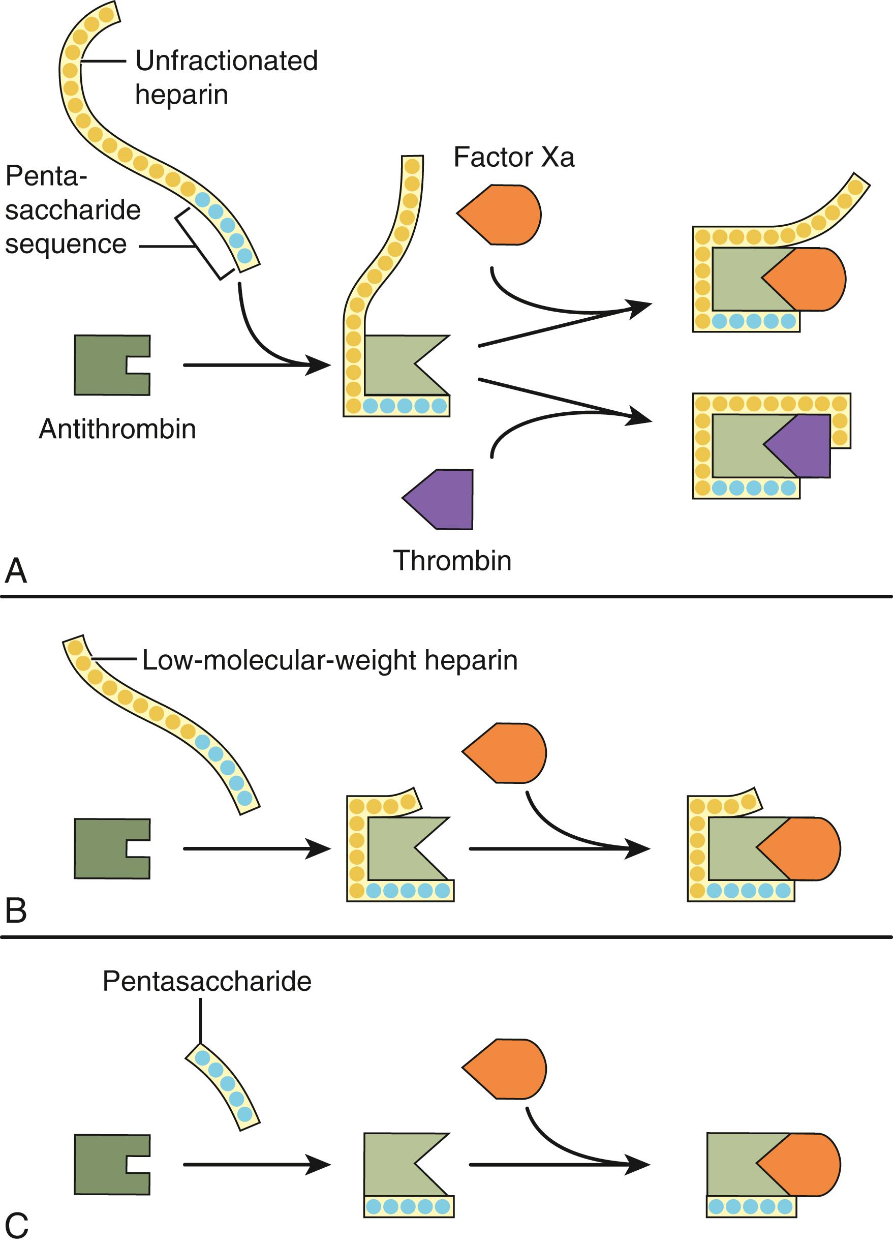 Figure 41.2, Mechanism of action of heparin, low-molecular-weight heparin and fondaparinux, a synthetic pentasaccharide. ( A ) Heparin binds to antithrombin via its pentasaccharide sequence. This induces a conformational change in the reactive center loop of antithrombin that accelerates its interaction with factor Xa. To potentiate thrombin inhibition, heparin must simultaneously bind to antithrombin and thrombin. Only heparin chains composed of at least 18 saccharide units, which correspond to a molecular weight of 5400, are of sufficient length to perform this bridging function. With a mean molecular weight of 15,000, all of the heparin chains are long enough to do this. ( B ) Low-molecular-weight heparin has greater capacity to potentiate factor Xa inhibition by antithrombin than thrombin because, with a mean molecular weight of 4500 to 5000, at least half of the LMWH chains are too short to bridge antithrombin to thrombin. ( C ) The pentasaccharide only accelerates factor Xa inhibition by antithrombin because the pentasaccharide is too short to bridge antithrombin to thrombin.