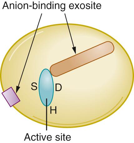 Fig. 45.1, Thrombin structure. The thrombin active site (shown in aqua ) is surrounded by a ring of negative charge and contains three conserved amino acid residues (serine 195 [S] , aspartic acid 102 [D] , and histidine 57 [H] ). Fibrinogen interacts with the negatively charged ring around the active site as well as with the active site itself. Fibrinogen also interacts with the positively charged exosite shown on the right (Anion-binding exosite ), which is likely important in both orienting fibrinogen correctly within the active site and maintaining a strong bond between enzyme and substrate. Upon recognition of the correct substrate sequence, the hydroxyl of Ser195 cleaves the postarginine peptide bond. The anion-binding site on the right will also bind hirudin-like proteins. The anion-binding exosite to the left binds to glycosaminoglycans (heparan and chondroitin) and to heparin.