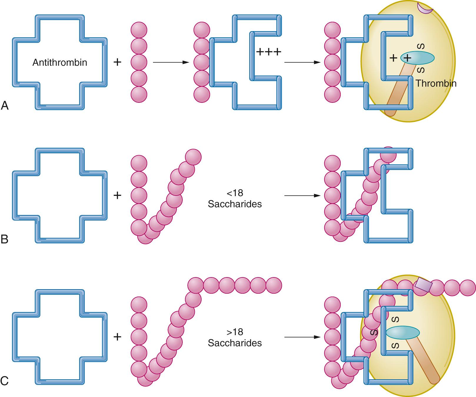 Fig. 45.2, Effects of heparin chain length on antithrombin (AT) and its binding to thrombin. A, The pentasaccharide binds to AT to induce a conformational change, but the arginine-derived electropositivity (+++) remains to reduce affinity for thrombin. With increasing saccharide chain length contributing more anionic charge, this effect is reduced, as shown in B. The most avid reaction with thrombin requires heparin binding, not only to AT but also to thrombin itself, at the anionic binding site that normally binds glycosaminoglycans (shown as a lavender box ) to form a ternary complex. Only heparin moieties with more than 18 saccharides are able to do this, as shown in C.