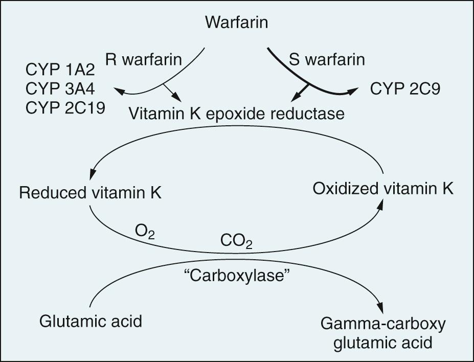 Fig. 45.3, Mechanism of action of the vitamin K antagonist warfarin. The glutamate residues of certain coagulation factors require carboxylation by gamma-glutamyl carboxylase (carboxylase) to achieve full activity. The carboxylation reaction proceeds only if the reduced form of vitamin K is available as a cosubstrate for conversion to vitamin K epoxide (oxidized vitamin K). The vitamin K epoxide is in turn recycled back to reduced vitamin K by vitamin K epoxide reductase. Warfarin inhibits the epoxide reductase, thereby blocking the carboxylase reaction. Also shown are the principal cytochrome P450 enzymes in the metabolic pathways of the two enantiomers of warfarin. The S enantiomer is clinically and functionally most important and is metabolized by CYP 2C9. CO 2 , Carbon dioxide; O 2 , oxygen.