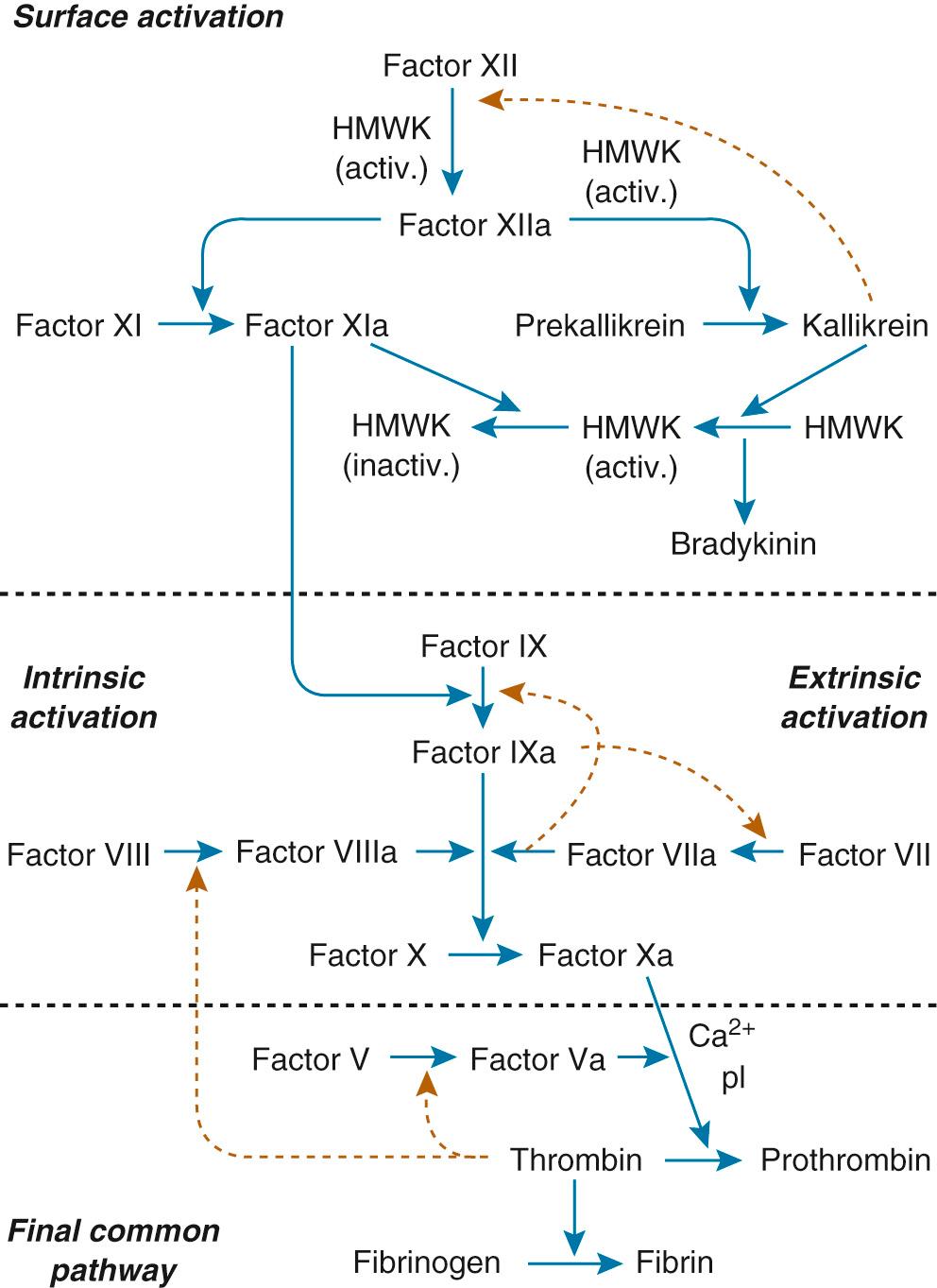 FIGURE 83-1, The coagulation cascade from surface activation to the final common pathway. HMWK, High-molecular-weight kininogen; pl, phospholipid.