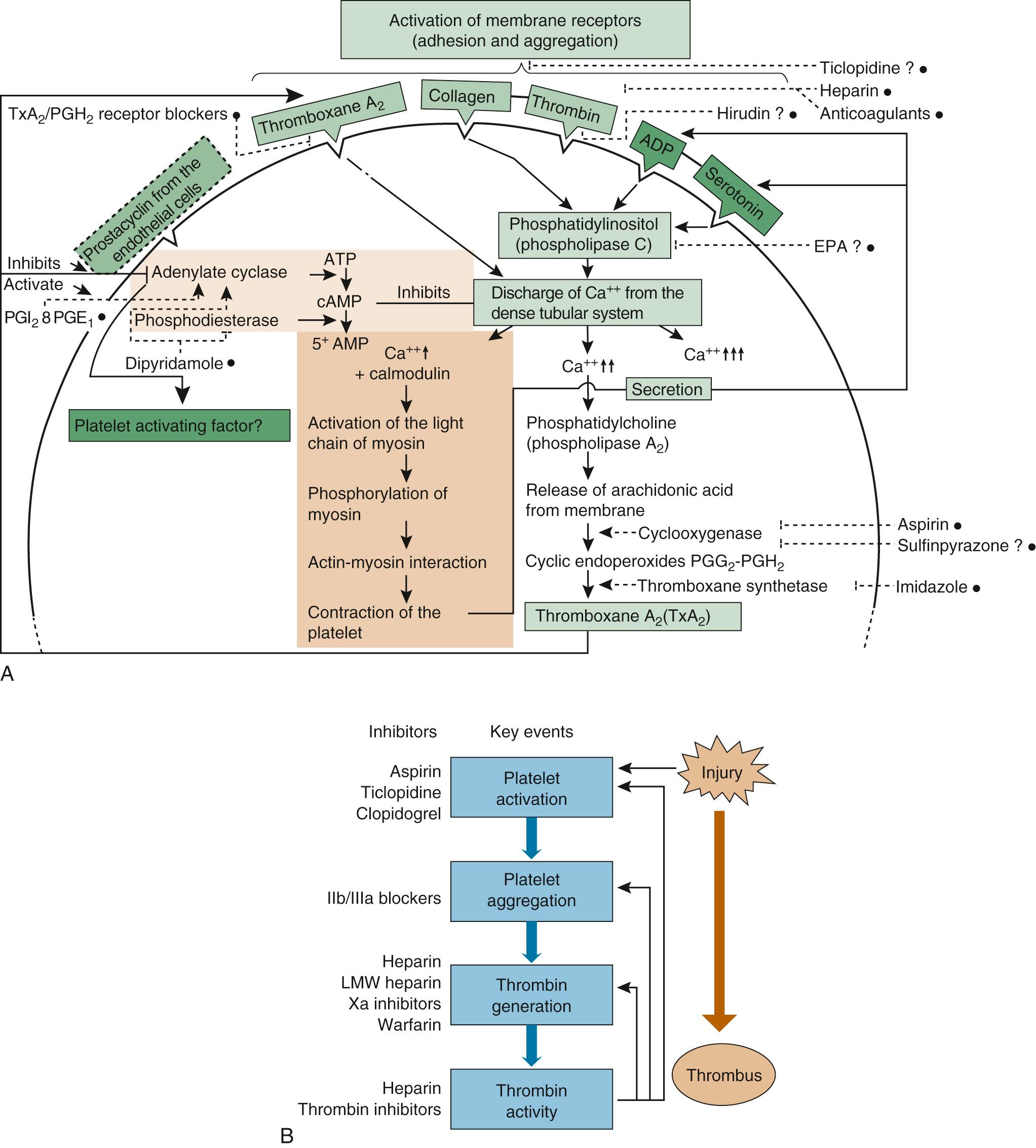 FIGURE 83-3, A, Presumed sites of action of various platelet inhibitors. Cyclic adenosine monophosphate (cAMP) inhibits calcium (Ca) mobilization from the dense tubular system. Circles indicate a platelet inhibitor drug. Dashed lines indicate the presumed site of action of the drug. B, Key events in thrombosis formation and inhibitors that can prevent specific steps in the process. ATP, Adenosine triphosphate; EPA, eicosapentaenoic acid; LMW, low molecular weight; PG, prostaglandin.