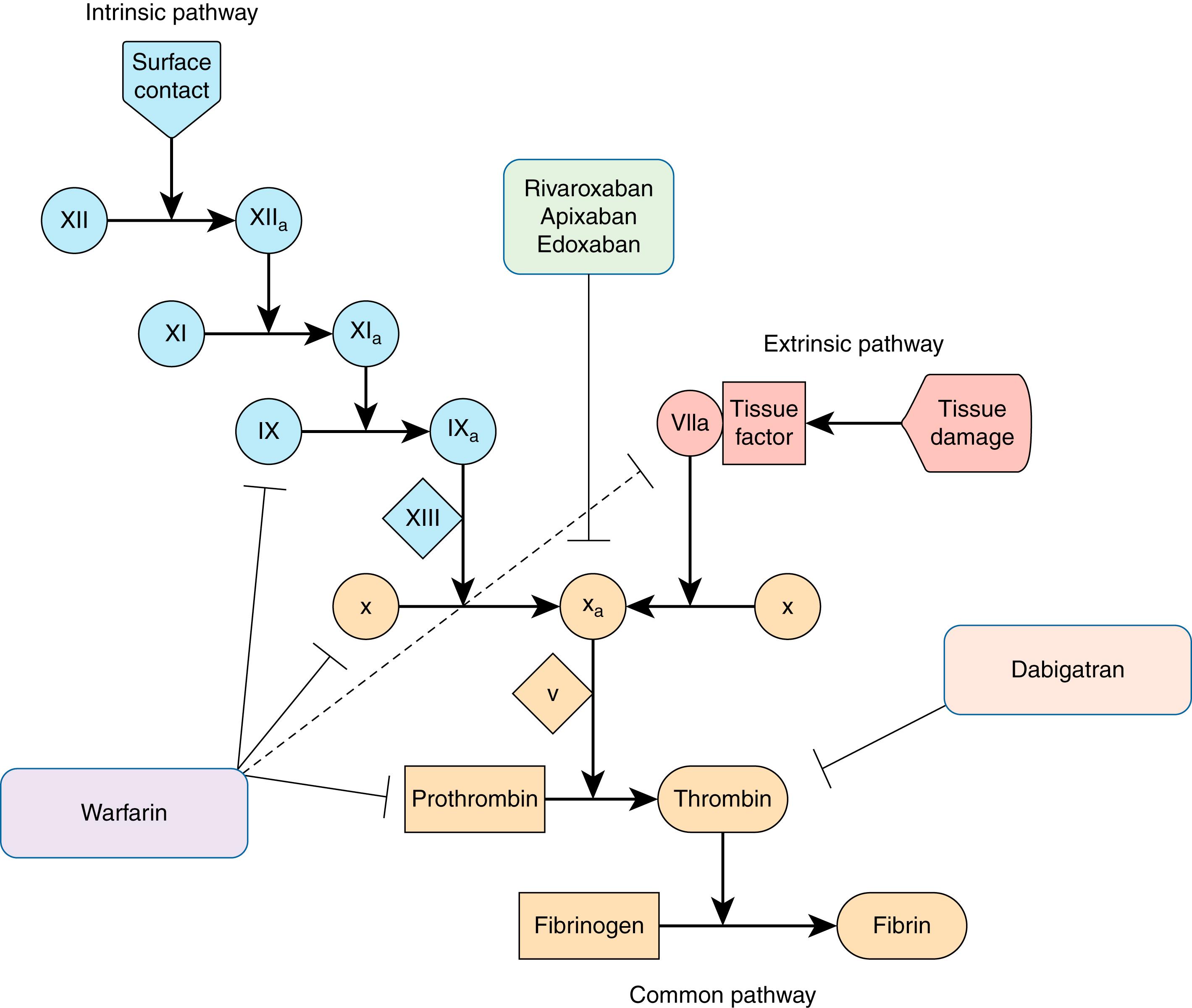 Fig. 119.1, Simplified coagulation cascade and oral anticoagulant targets.