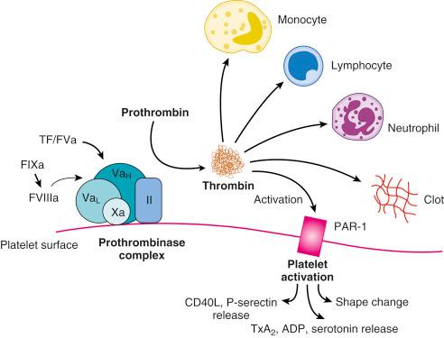 Fig. 11.2, The central role of thrombin in thrombosis and inflammation.