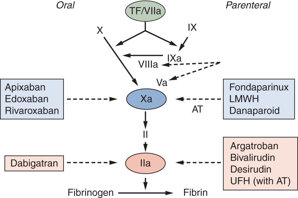 Fig. 128.1, The Sites of Action of Oral and Parenteral Anticoagulation Agents.