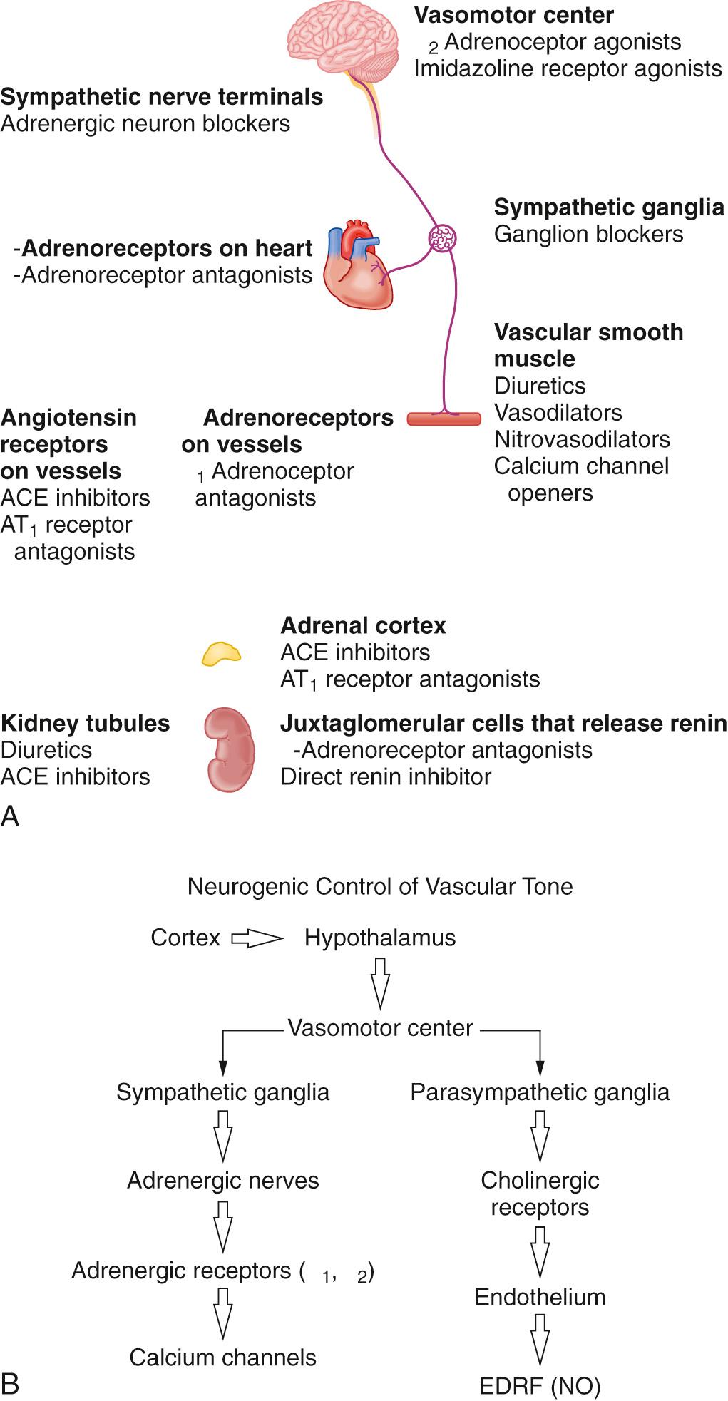 Fig. 26.1, (A) Sites of action within the body of drugs that can be used for the treatment of high blood pressure. (B) Mechanisms of the neurogenic control of vascular tone via the vasomotor center. EDRF, Endothelial-derived relaxing factor; NO, nitric oxide.