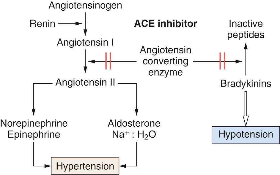 Fig. 26.2, Mechanisms of action of angiotensin-converting enzyme inhibitors with inhibition of conversion of angiotensin I to angiotensin II, and inhibition of the breakdown of bradykinin to inactive peptides.