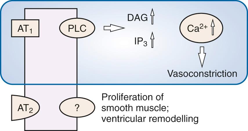 Fig. 26.3, Mechanism of action of angiotensin II receptor blockers (at the AT 1 and AT 2 angiotensin receptors). DAG, Diacylglycerol; IP 3 , inositol trisphosphate; PLC, phospholipase C.