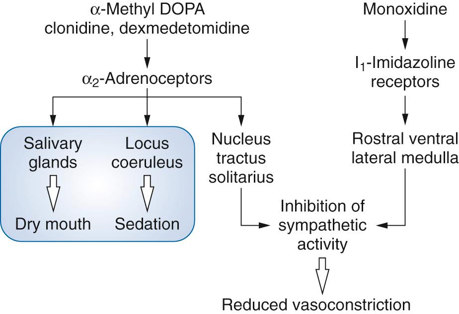 Fig. 26.4, Mechanisms of action of α 2 adrenoreceptor agonists and I 1 imidazoline receptor agonists.