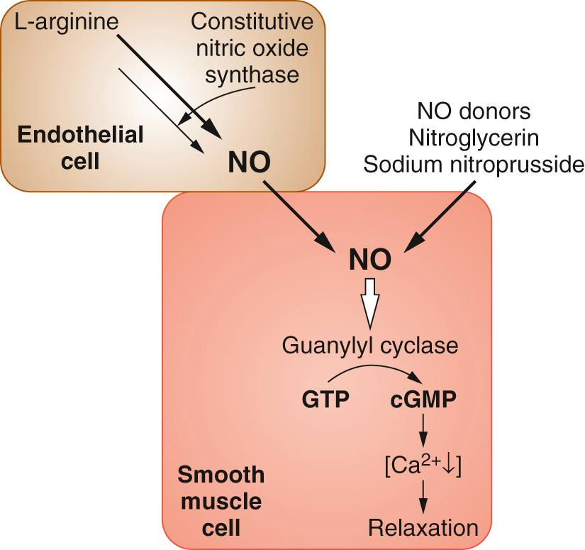 Fig. 26.5, Mechanism of action of nitric oxide and nitric oxide donors on vascular smooth muscle. cGMP, Cyclic guanosine monophosphate; GMP, guanine monophosphate; GTP, guanine triphosphate; NO, nitric oxide.