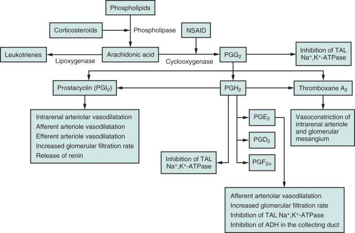 FIGURE 218.1, Arachidonic acid pathway and site of action of nonsteroidal antiinflammatory drugs (NSAIDs). ADH, Antidiuretic hormone; Na + ,K + -ATPase, sodium-potassium adenosine triphosphatase; PG, prostaglandin; TAL, thick ascending limb of Henle.