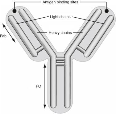 Fig. 19.1, General antibody structure. The prototypic structure of an IgG molecule is shown.