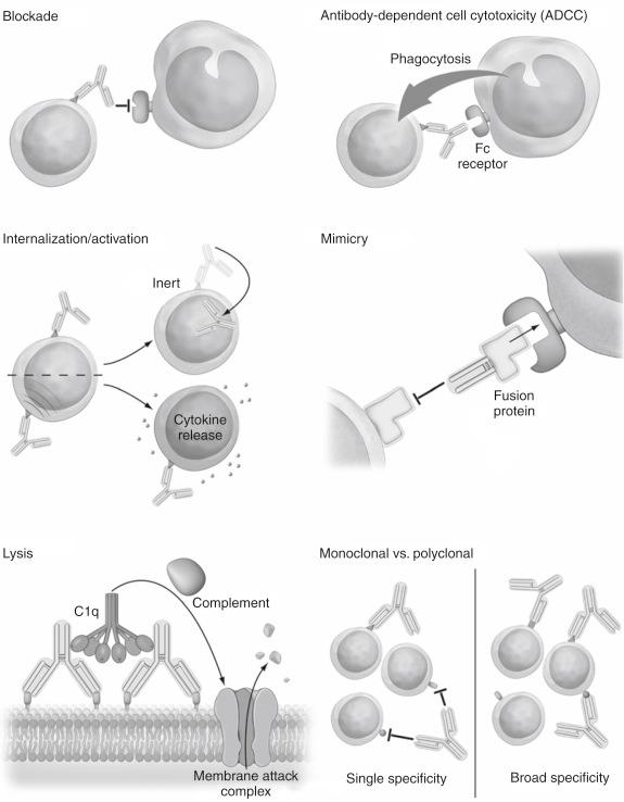 Fig. 19.2, Mechanisms of action for antibody and fusion protein function. Antibodies can work via many mechanisms.
