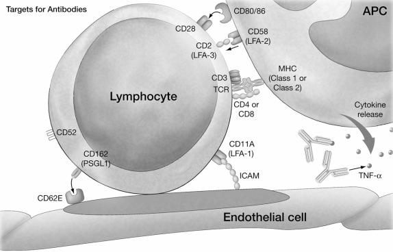 Fig. 19.3, Sites of action for antibody and fusion proteins in clinical use. Shown are the surface molecules that have been targeted in clinical transplant trials and their respective ligands when known. APC , antigen-presenting cell; ICAM , intracellular adhesion molecule; LFA , lymphocyte function antigen; MHC , major histocompatibility complex; TCR , T cell receptor; TNF -α, tumor necrosis factor-α.