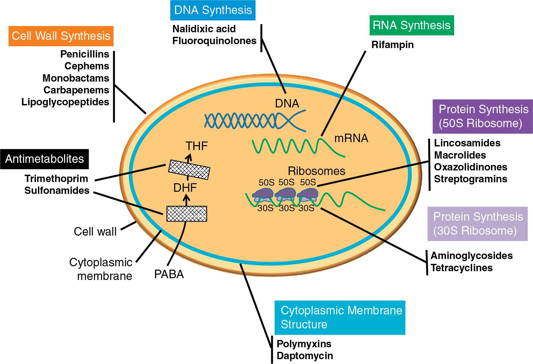 FIGURE 85.1, Mode of action for commonly used antimicrobials. Refer to text for details on antimicrobial classes and individual agents. DHF, Di-hydrofolate; PABA, 4-aminobenzoic acid; THF, tetra-hydrofolate.