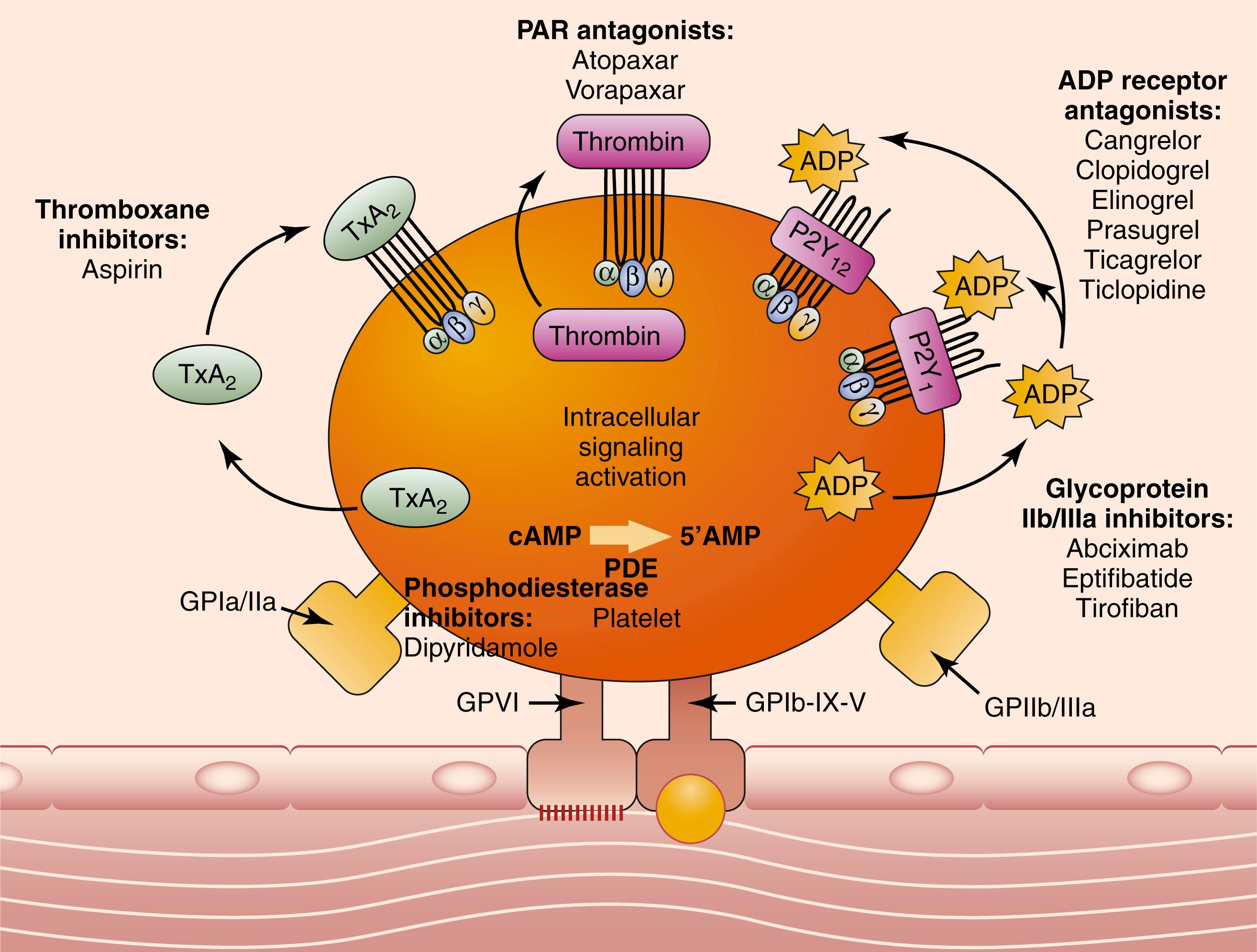 Figure 42.1, Platelet function and molecular targets of antiplatelet agents. 5 ADP , adenosine diphosphate; cAMP , cyclic adenosine monophosphate; TxA2 , thromboxane A2; PAR , protease-activated receptor.