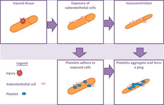 Figure 166.1, Formation of white thrombus.