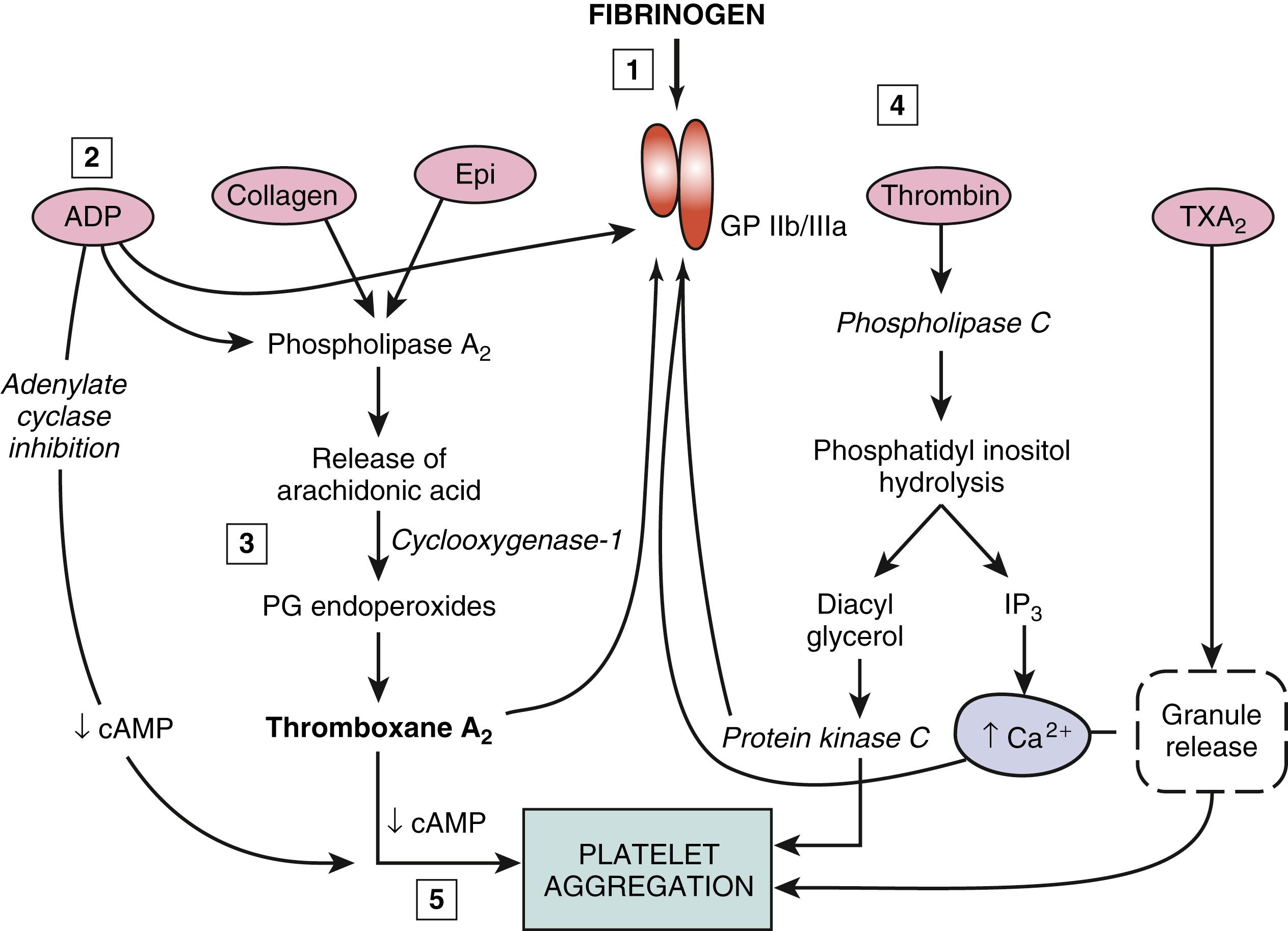 Fig. 63.2, Platelet activation pathways and their inhibition. Specific, seven-transmembrane-spanning, G-protein-linked receptors on the platelet surface (depicted as ovals ) are activated by binding of their specific ligands and initiate different pathways for platelet activation, which converge on the conformational activation of the glycoprotein (GP) IIb/IIIa receptor complex to increase fibrinogen binding. These pathways lead to activation of the arachidonic acid pathway, hydrolysis of phosphatidyl inositol, increase in intraplatelet calcium ion (Ca 2+ ) concentration, release of vasoactive substances from platelet granules, synthesis of vasoactive lipids, and platelet aggregation. Mechanisms of inhibition of specific activation mechanisms by antiplatelet drugs (numbers in boxes) are (1) blocking of GPIIb/IIIa function and therefore blocking of fibrinogen binding and platelet aggregation; (2) blocking of the adenosine diphosphate (ADP) receptor; (3) inhibition of cyclooxygenase-interrupting arachidonic acid metabolism and prevention of the production of thromboxane A 2 (TXA 2 ) ; (4) blocking of thrombin action and thrombin receptor activation; (5) maintenance of high intraplatelet cyclic adenosine monophosphate (cAMP) , which prevents platelet aggregation. Not depicted is inhibition of thromboxane A 2 synthase or thromboxane A 2 receptor function because drugs with these activities have not been clinically useful. Epi, Epinephrine; IP 3 , inositol 1,4,5-triphosphate; PG, prostaglandin.