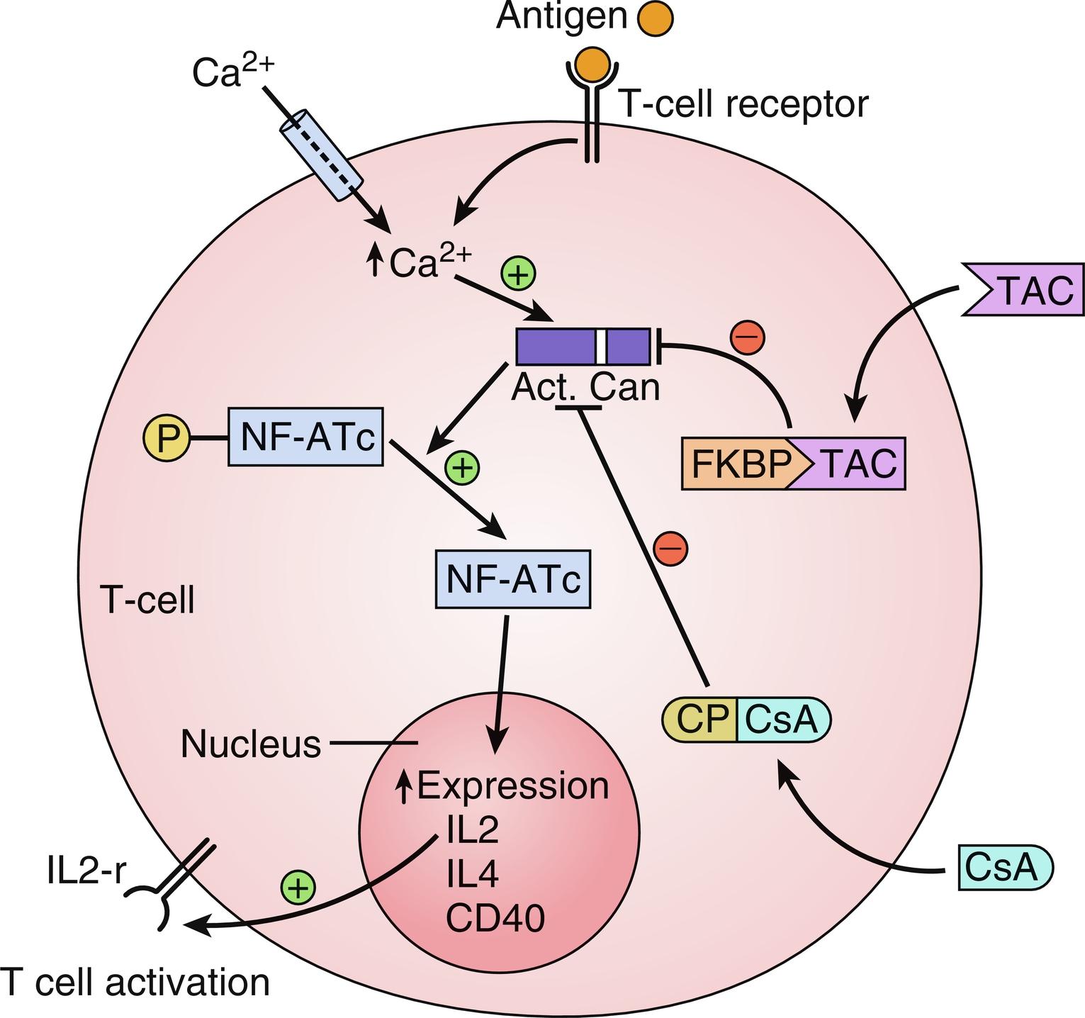 Fig. 18.1, The binding of an antigen to a lymphocyte will induce an increase of intracellular calcium, leading to activation of calcineurin. Activated calcineurin will dephosphorylate cytoplasmic NF-ATc, a transcription factor. Activated NF-ATc will translocate to the nucleus, where it upregulates the expression of multiple cytokines and costimulatory molecules necessary for full activation of T cells (interleukin 2 [IL-2], IL-4, and CD40-ligand). CsA (through binding with cyclophilins) and TAC (through binding with FK-binding proteins) will inhibit the activation of calcineurin and, therefore, the upregulation of IL-2 and the activation of T lymphocytes.