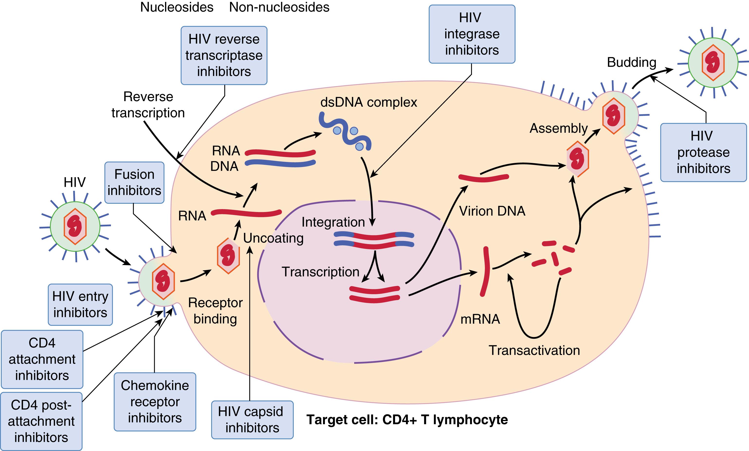 FIGURE 357-1, Life cycle of human immunodeficiency virus (HIV) and mechanisms of action of the eight antiretroviral drug classes.