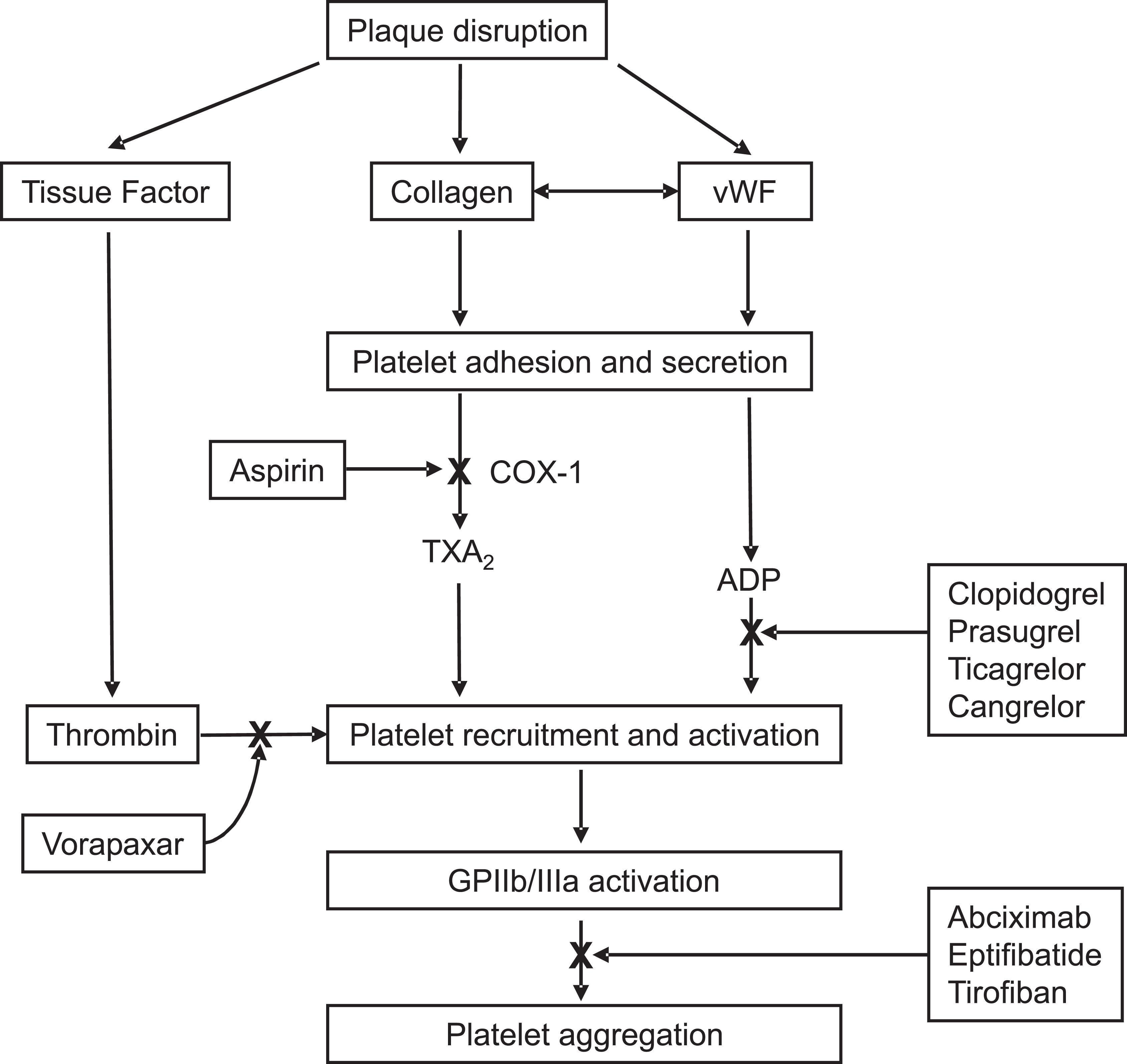 Figure 143.2, SITES OF ACTION OF ANTIPLATELET DRUGS.