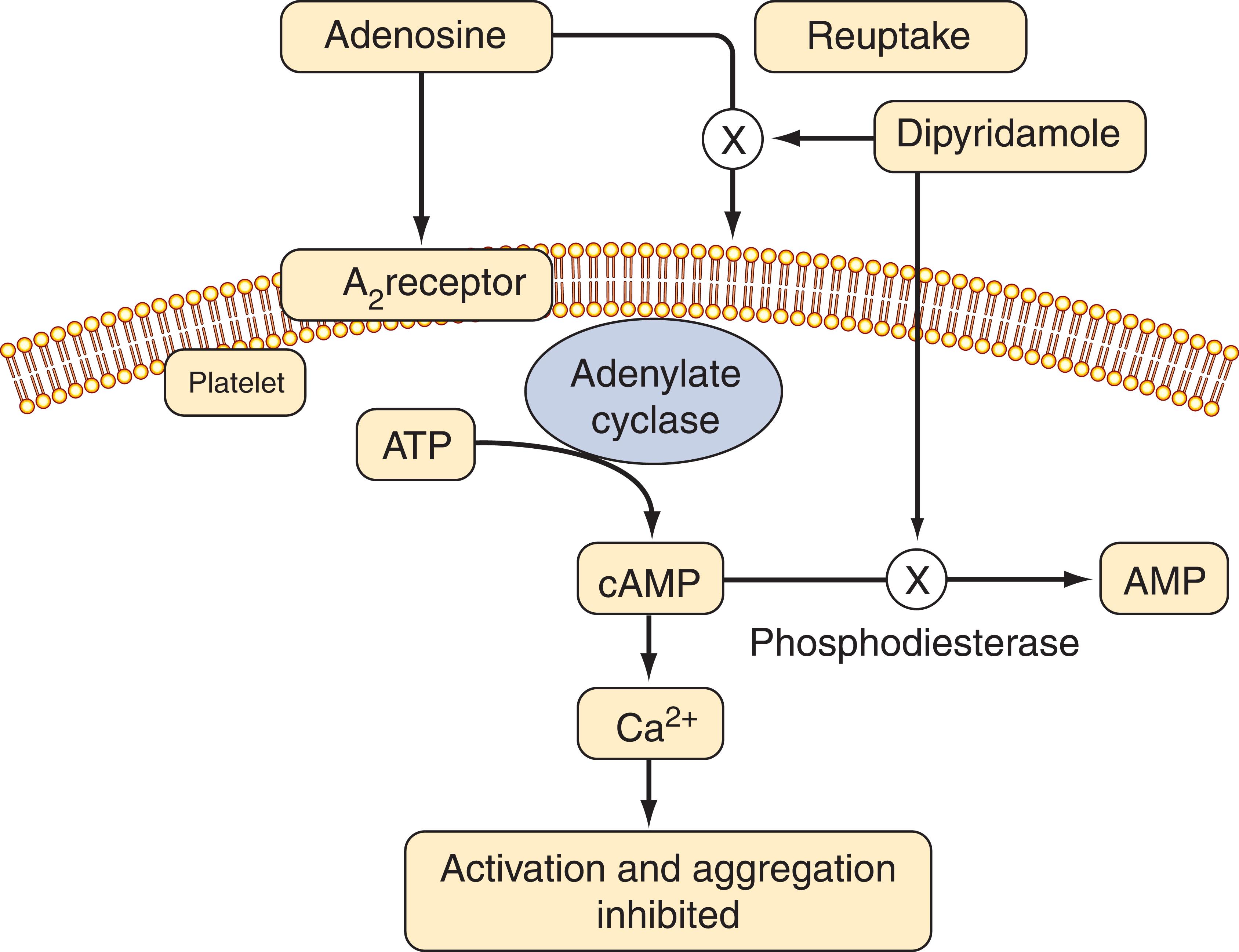 Figure 143.3, MECHANISM OF ACTION OF DIPYRIDAMOLE.