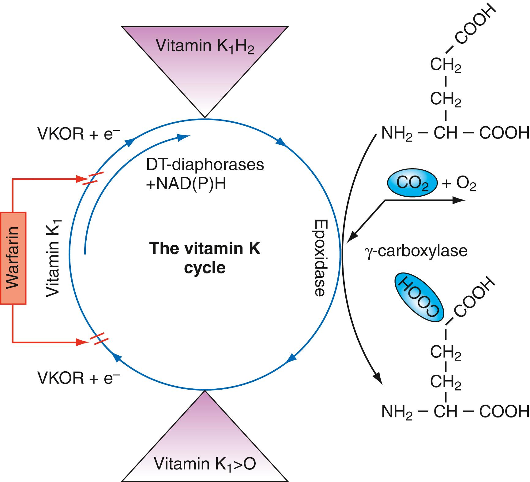 Figure 43.1, The vitamin K–dependent γ-carboxylation system. The γ-carboxylase converts vitamin K–dependent proteins to γ-carboxyglutamic acid (Gla) containing proteins by adding carbon dioxide (CO 2 ) to glutamic acid (Glu) residues in newly synthesized proteins. The γ-carboxylase requires reduced vitamin K 1 (vitamin K 1 H 2 ) as a cofactor for this posttranslational modification reaction. Concomitant with γ-carboxylation, vitamin K 1 H 2 is converted to vitamin K 1 2,3-epoxide (vitamin K 1 >O). The epoxide is reduced by the warfarin-sensitive enzyme vitamin K 1 2,3-epoxide reductase (VKOR) to the vitamin K 1 H 2 cofactor. This cyclic interconversion of vitamin K metabolites constitutes the vitamin K cycle. At high tissue concentrations, vitamin K 1 quinone (vitamin K 1 ) can be reduced to vitamin K 1 H 2 by the alternative pathway of the cycle. This pathway is catalyzed by NAD(P)H dehydrogenases (DT-diaphorases), which are not inhibited by warfarin.