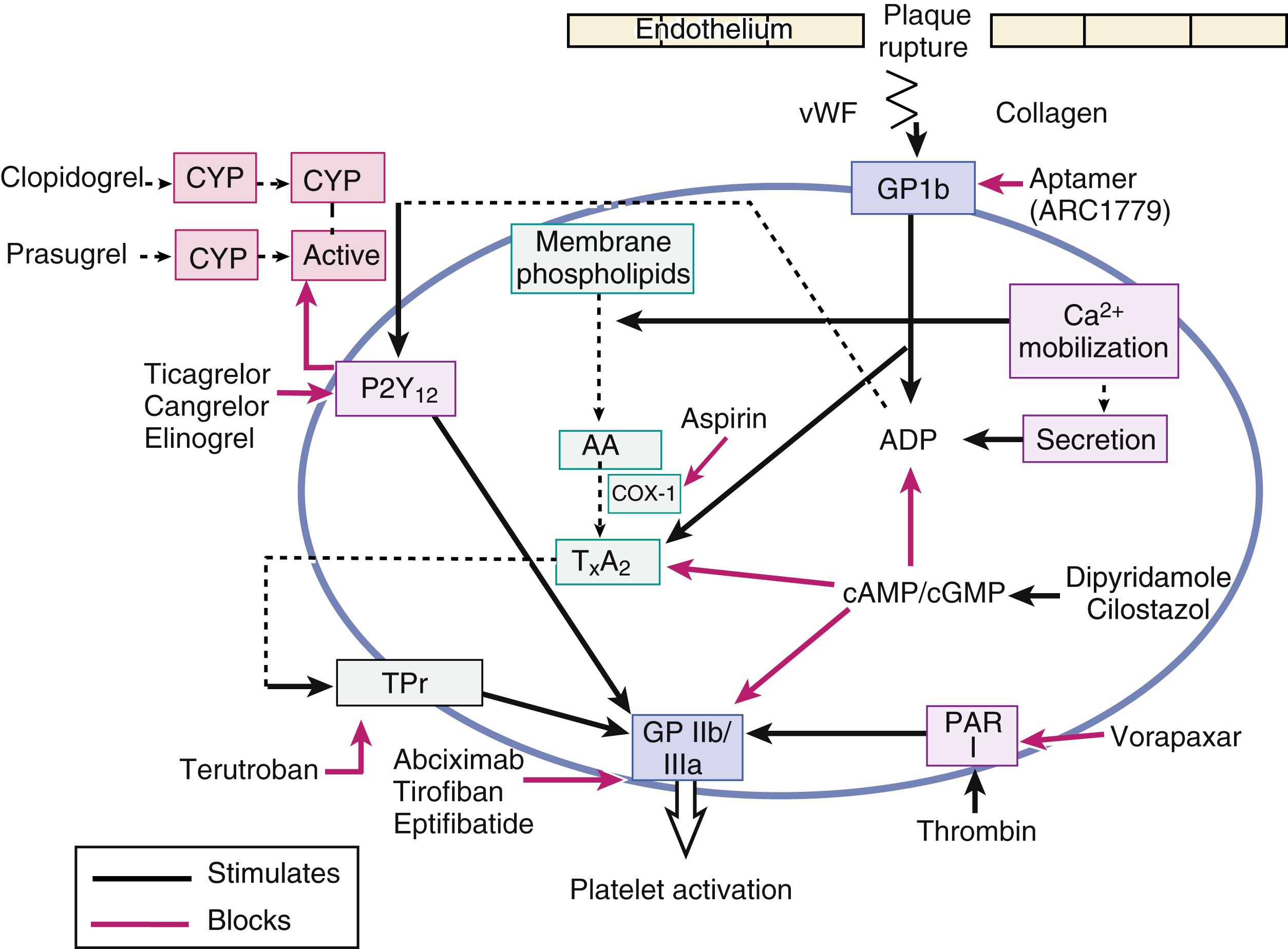 Fig. 54.1, Mechanisms of action of antiplatelet agents. The figure shows the site of action of antiplatelet medications to block platelet aggregation. AA , Arachidonic acid; ADP , adenosine diphosphate; cAMP/cGMP , cyclic adenosine monophosphate/cyclic guanosine monophosphate; COX , cyclooxygenase; CYP , cytochrome P-450; T x A 2 , thromboxane A 2 ; vWF , von Willebrand factor.