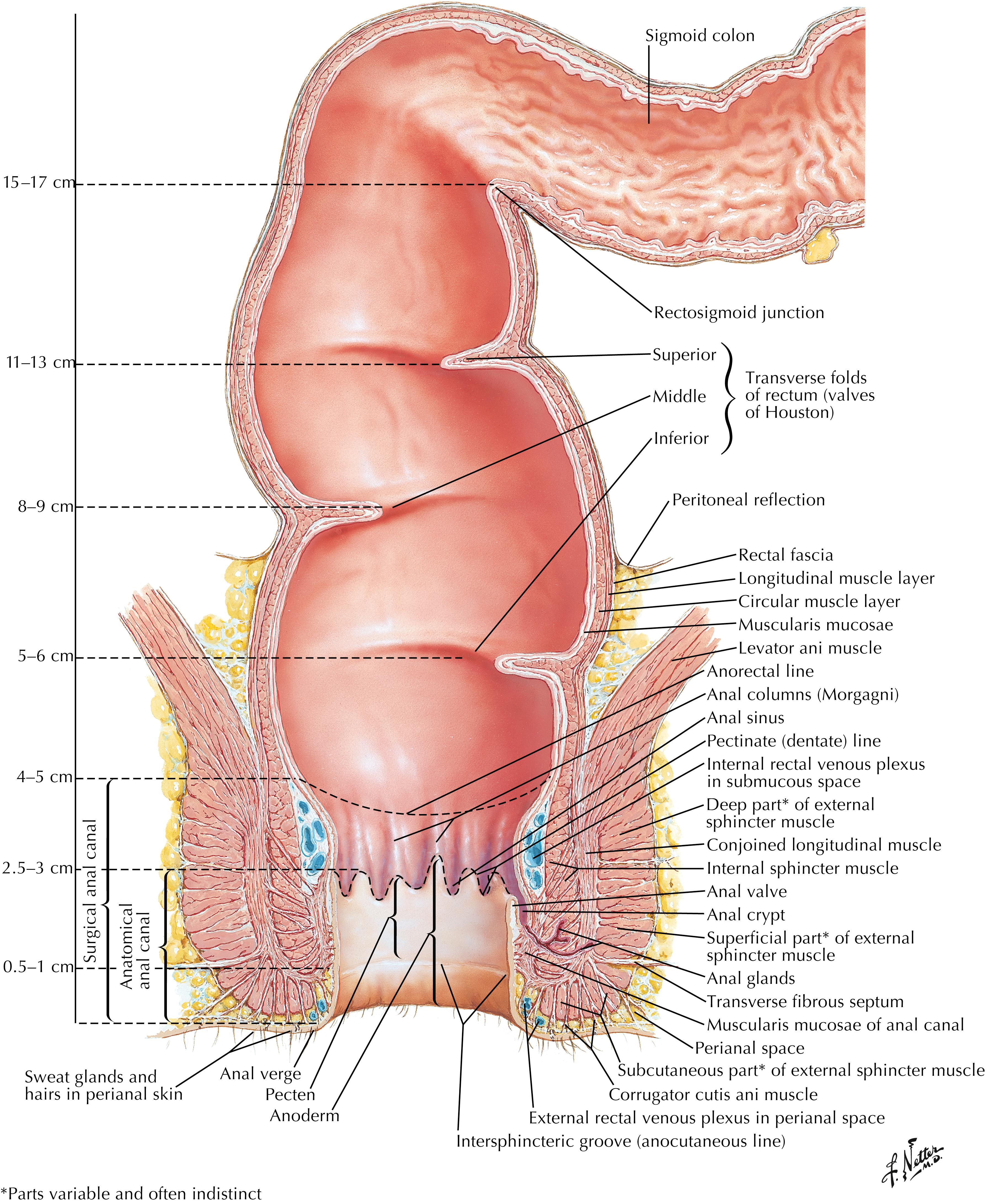 Fig. 53.1, Anatomy of the rectum and anus.