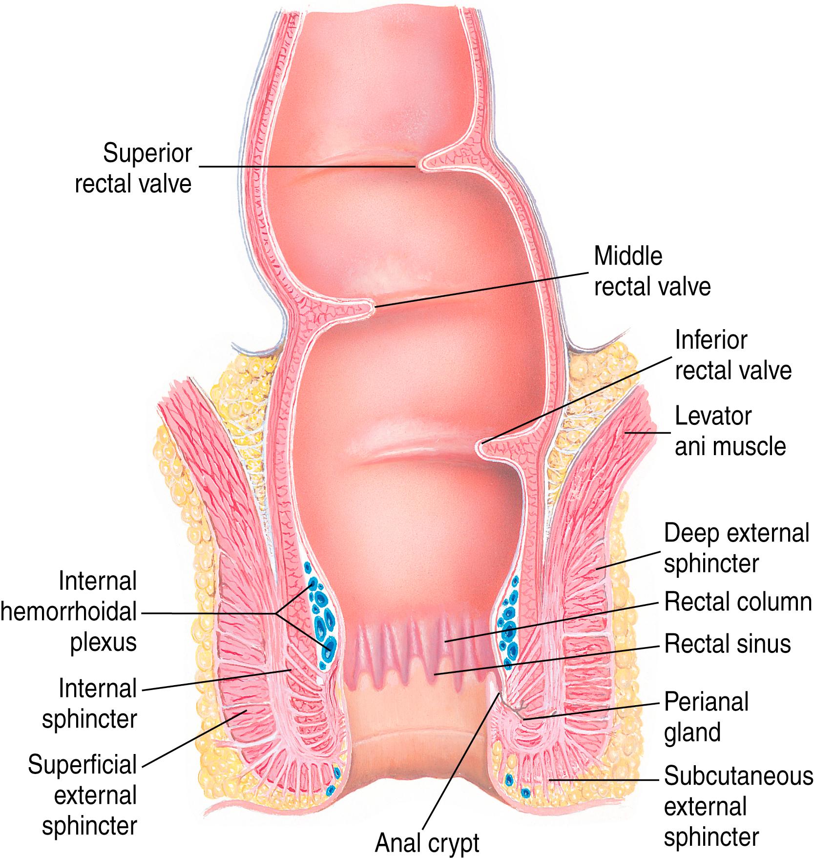 FIG. 21.1, Anatomy of the anus and rectum.