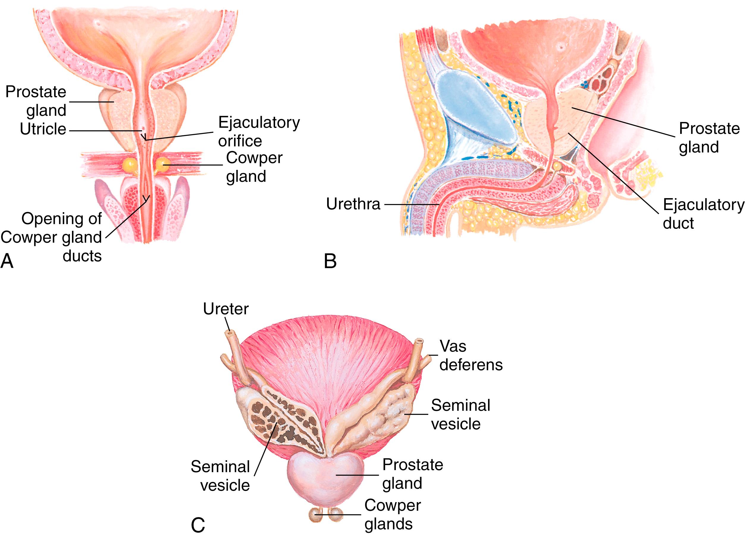 FIG. 21.2, Anatomy of the prostate gland and seminal vesicles.