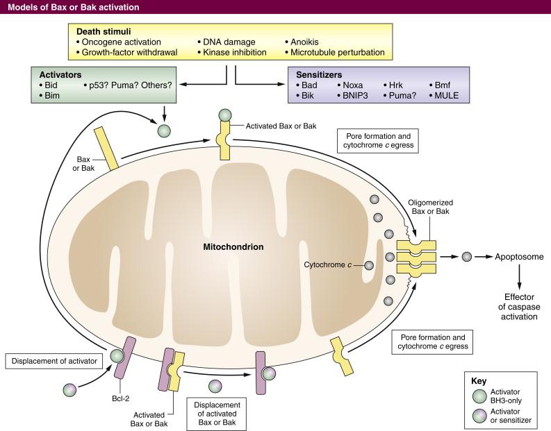 Figure 14-4, Control of MOMP by the BCL-2 family of proteins