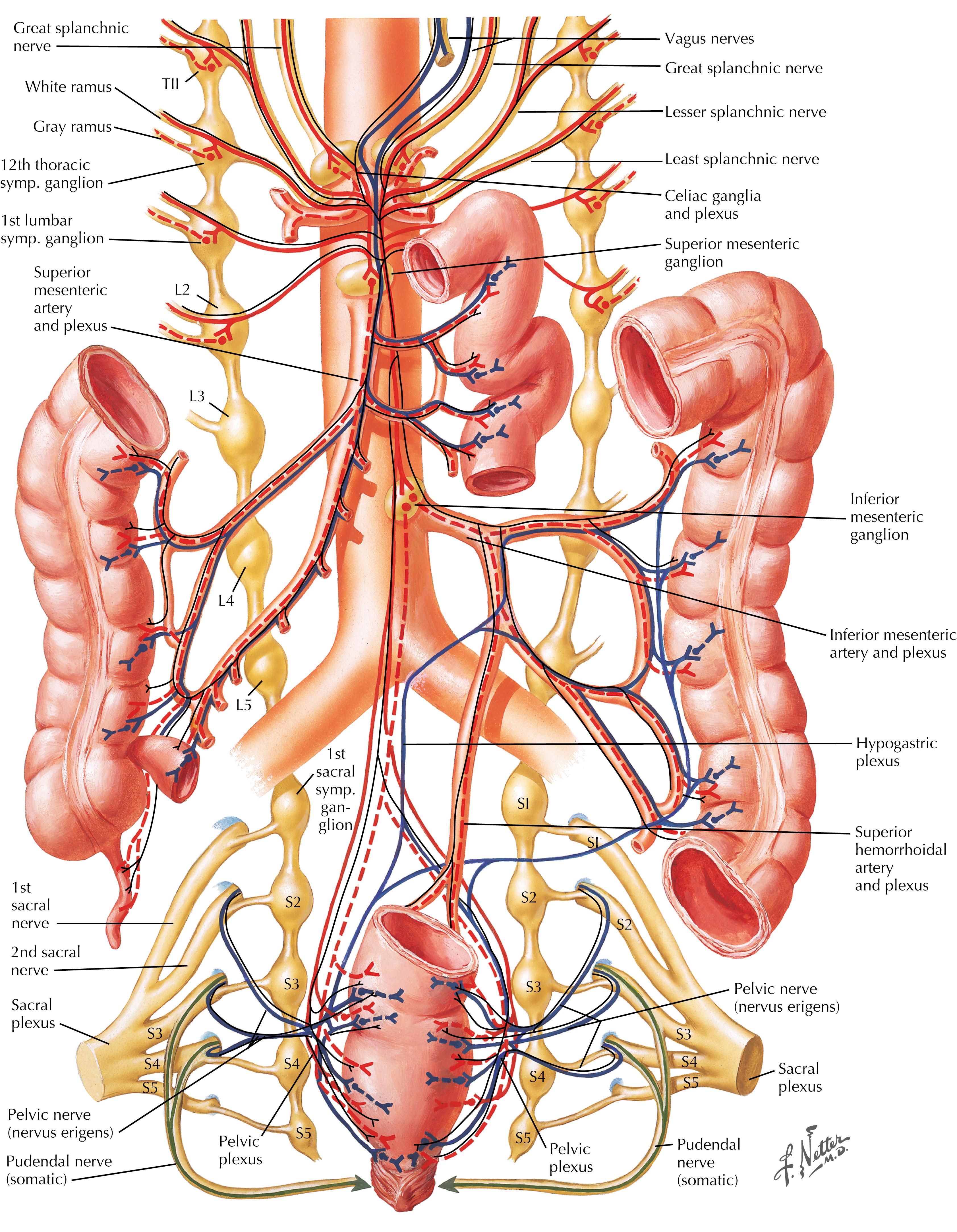 FIGURE 25.1, Autonomic innervation of the intestine.